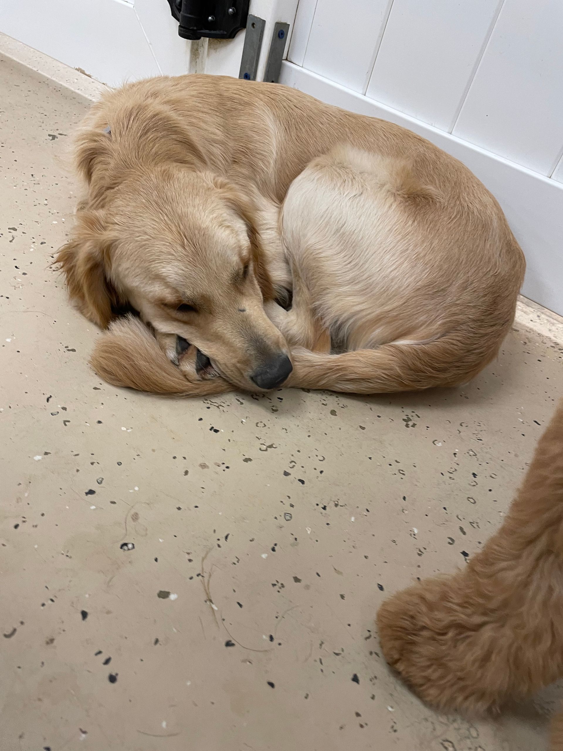 A dog is sleeping on the floor next to a cat.