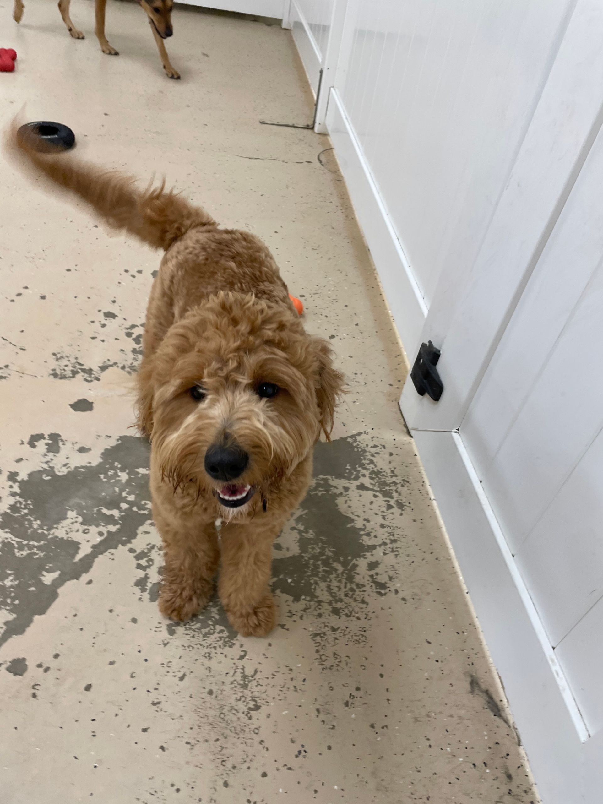 A small brown dog is standing on a dirty floor