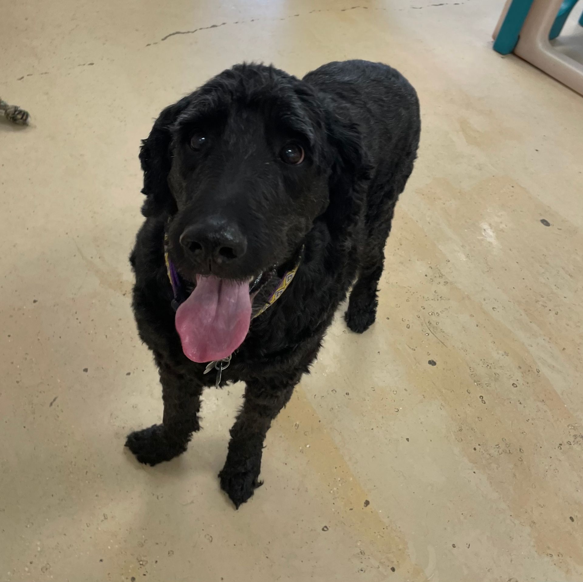 A black dog with a pink tongue sticking out
