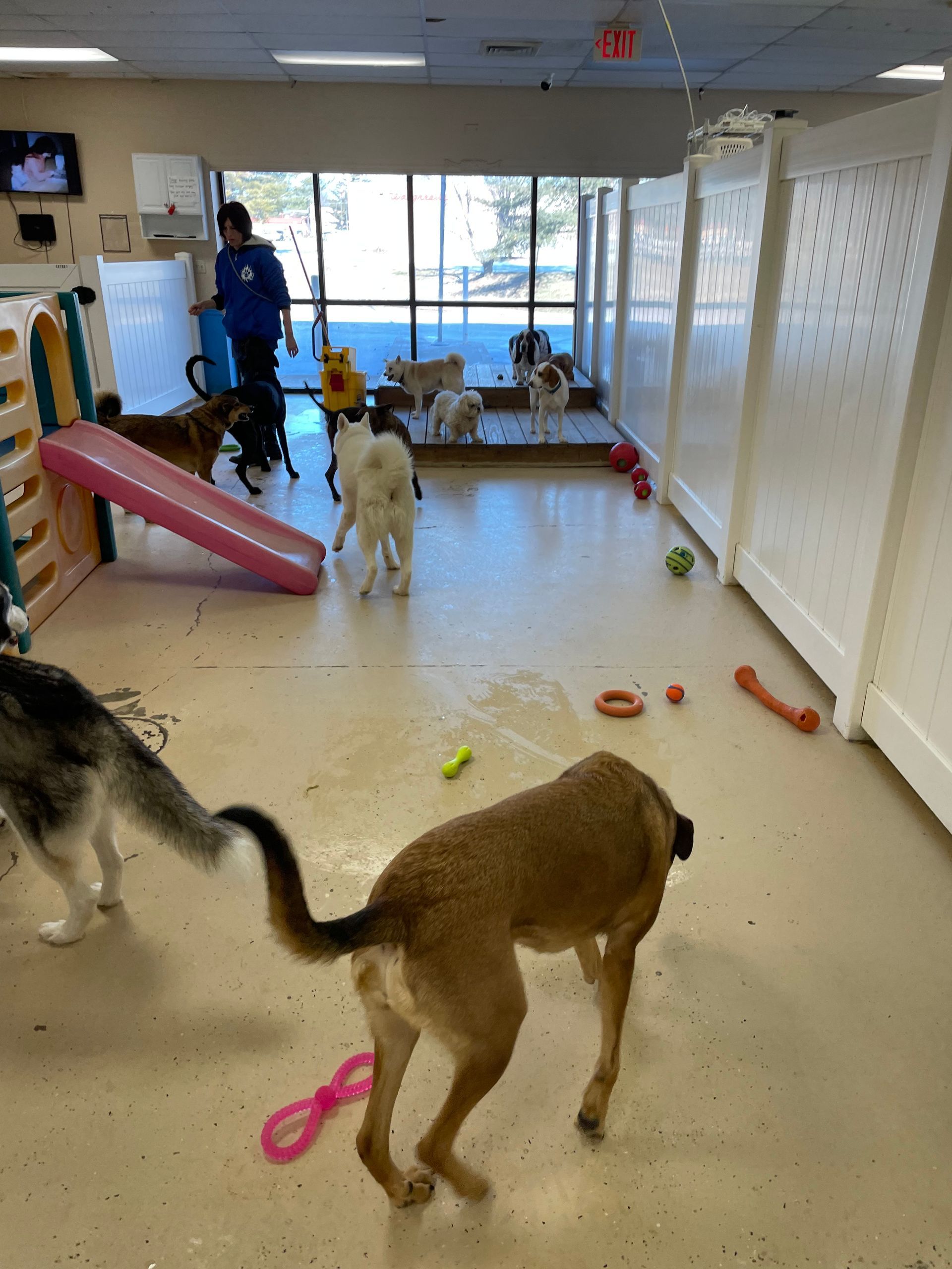 A group of dogs are playing in a room with toys.