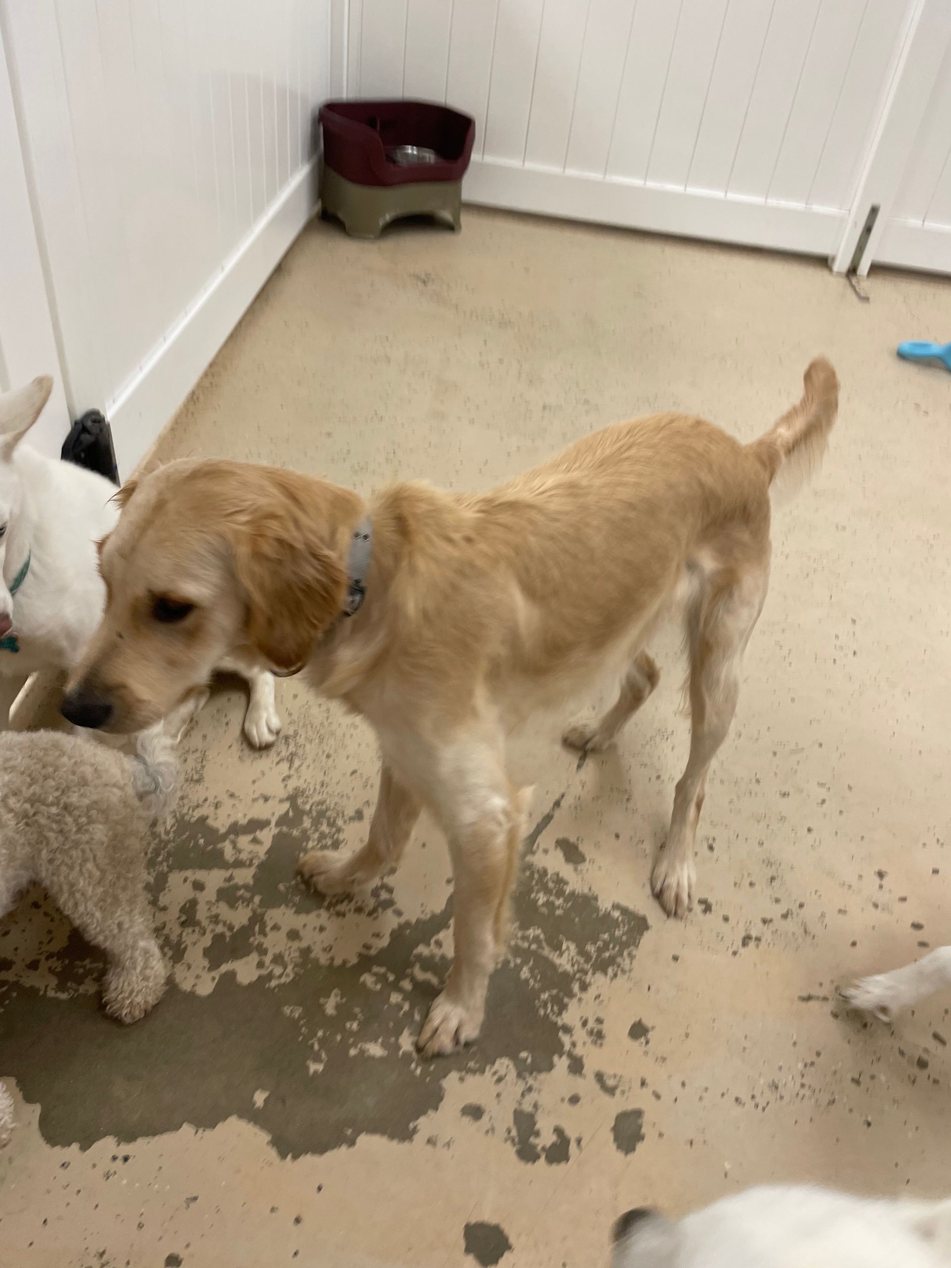 A group of dogs are standing on a muddy floor.