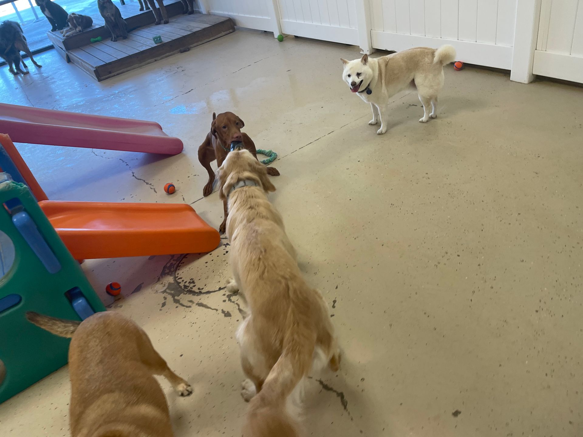 A group of dogs are playing in a room with a slide.
