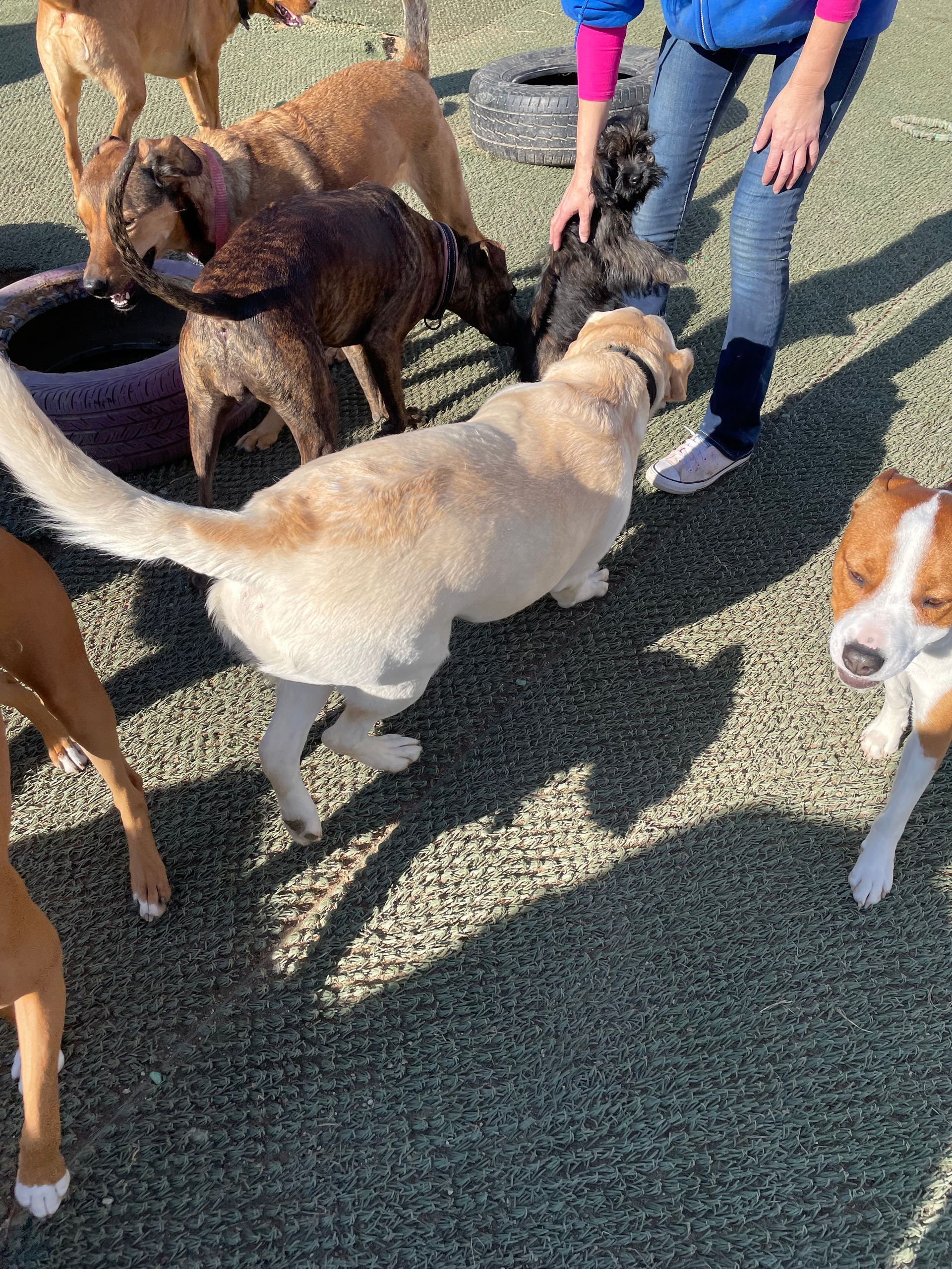 A woman is standing next to a group of dogs.