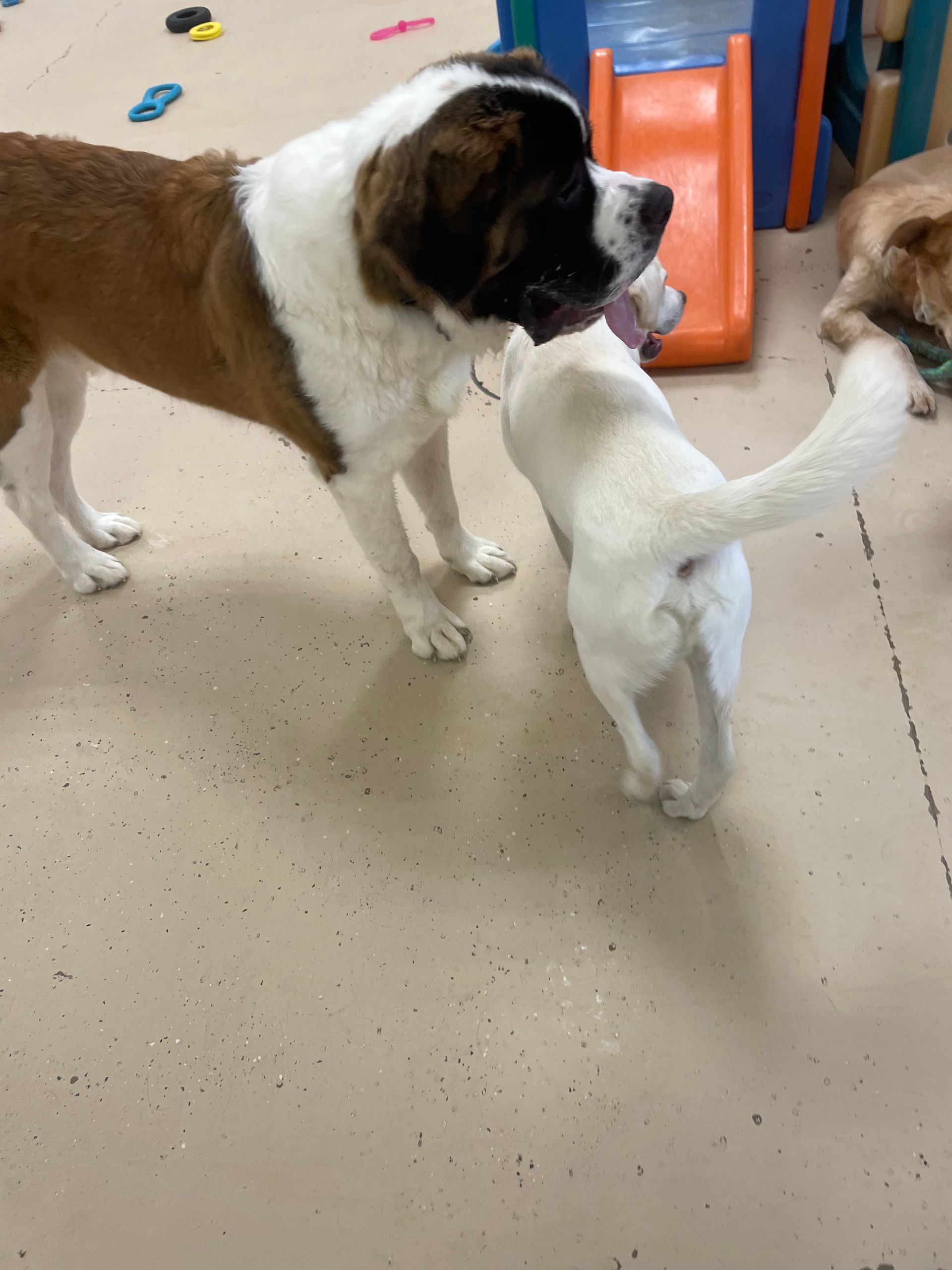 A brown and white dog standing next to a white dog