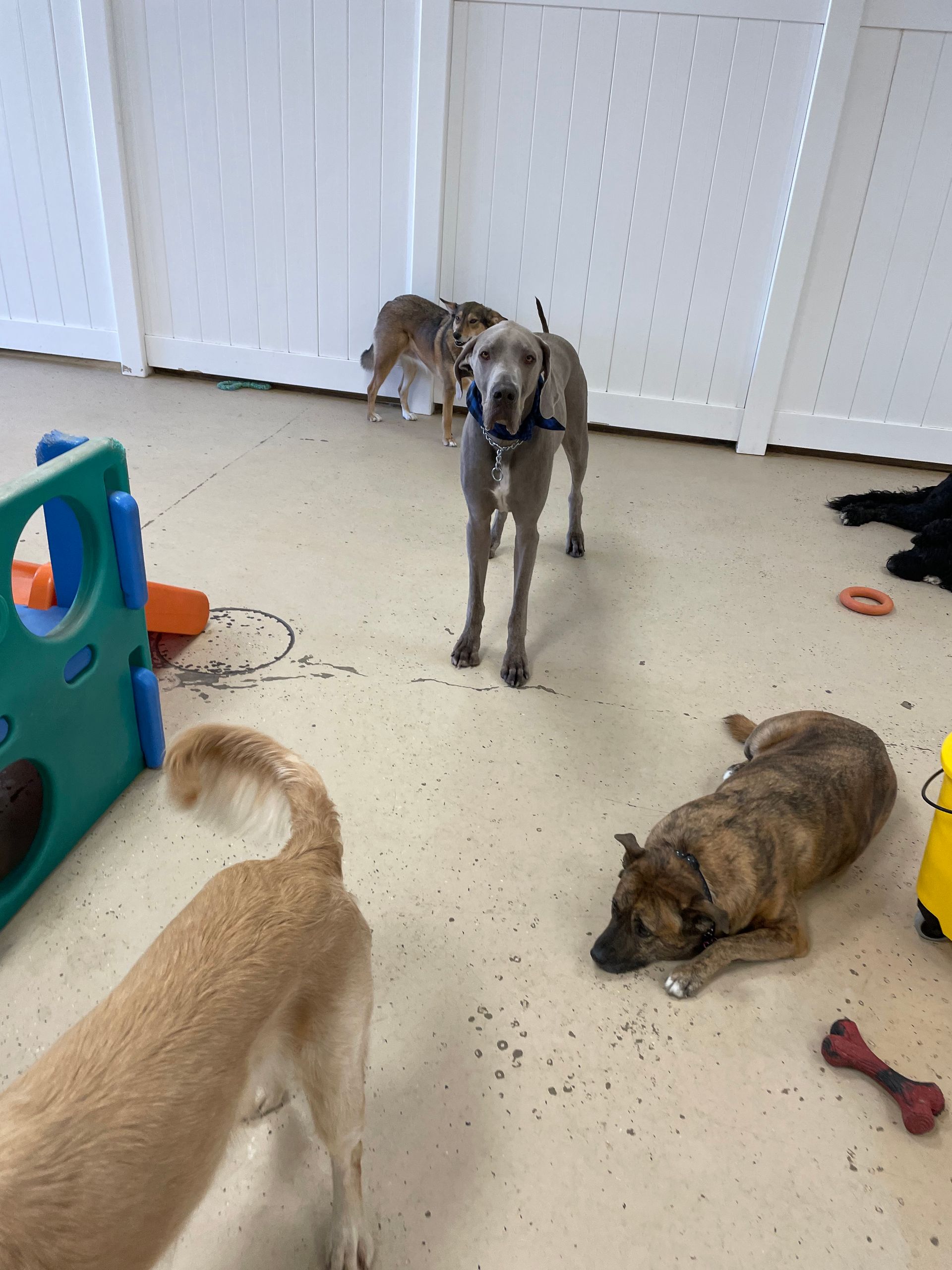 A group of dogs are playing in a room with toys