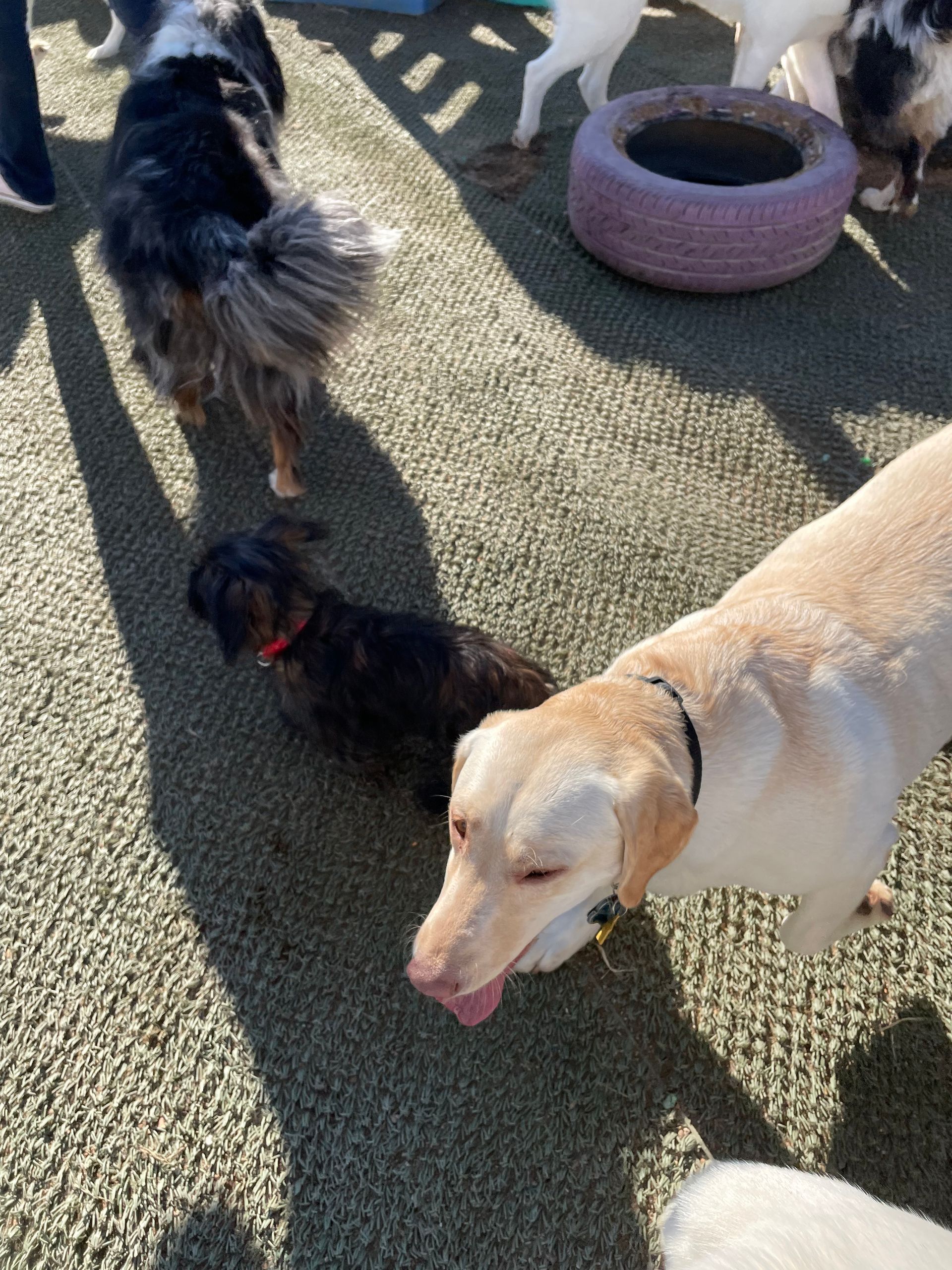 A group of dogs are standing around a tire