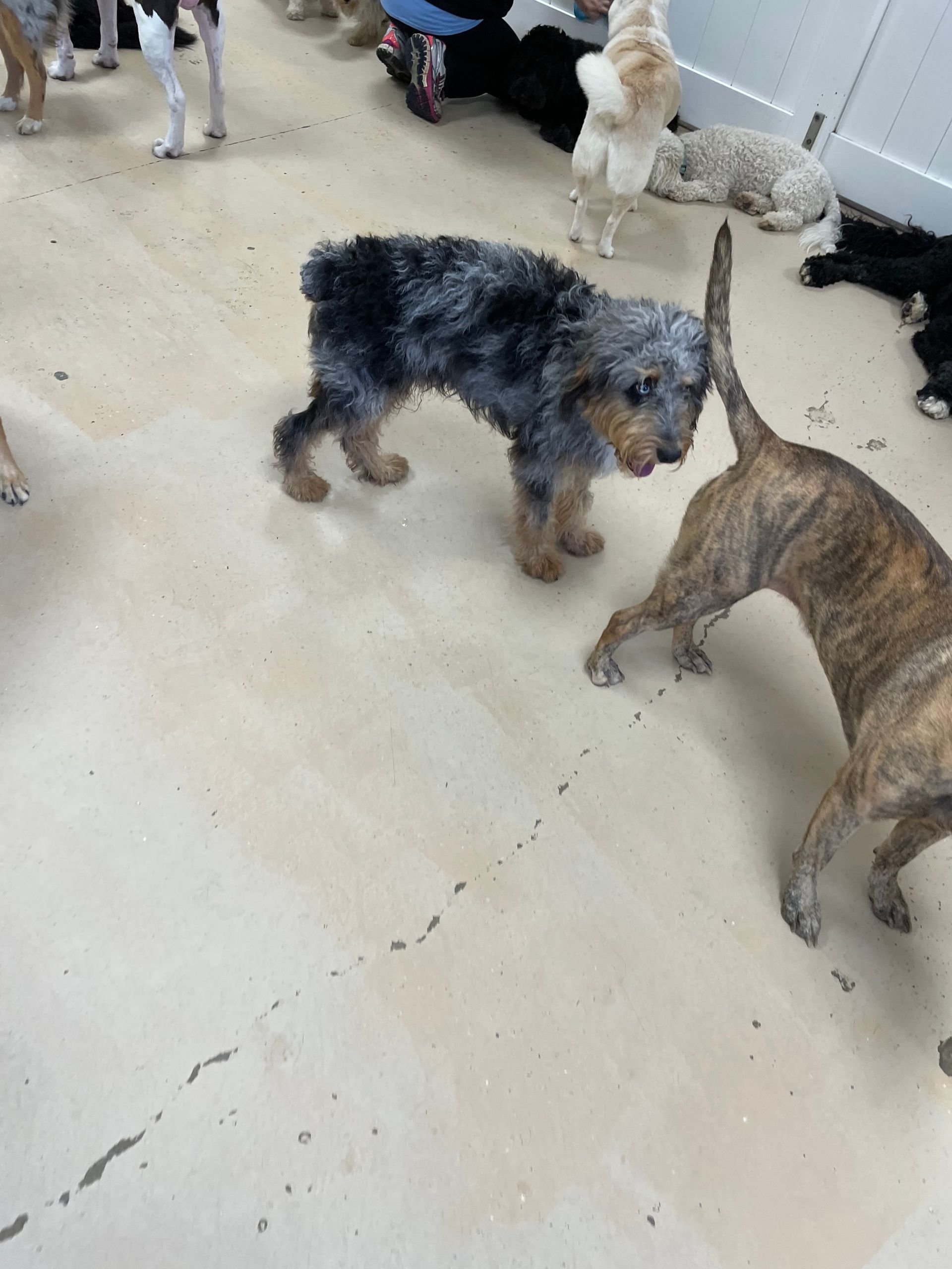 A group of dogs are standing on a white floor.