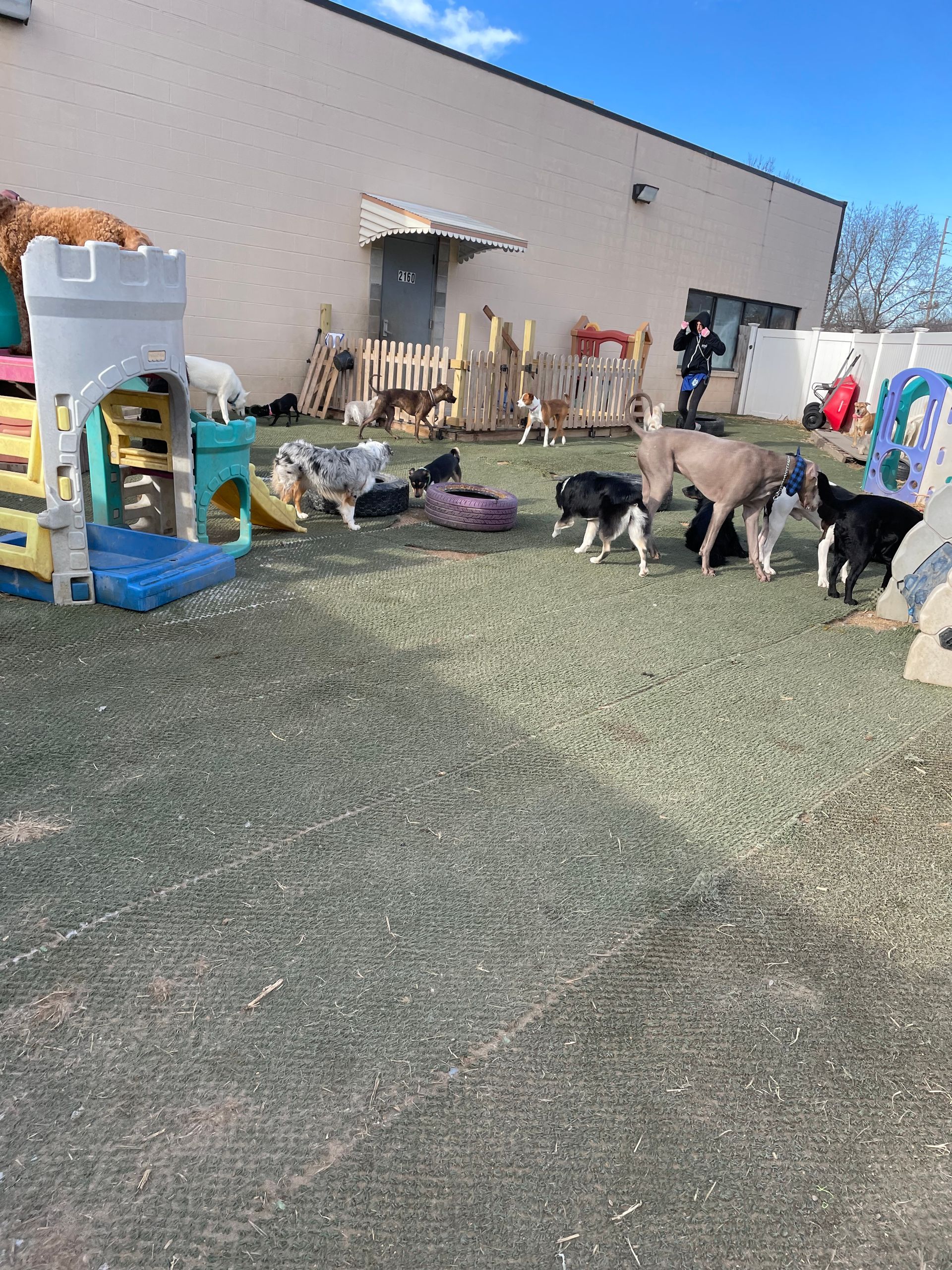 A group of sheep are playing in a yard in front of a building.