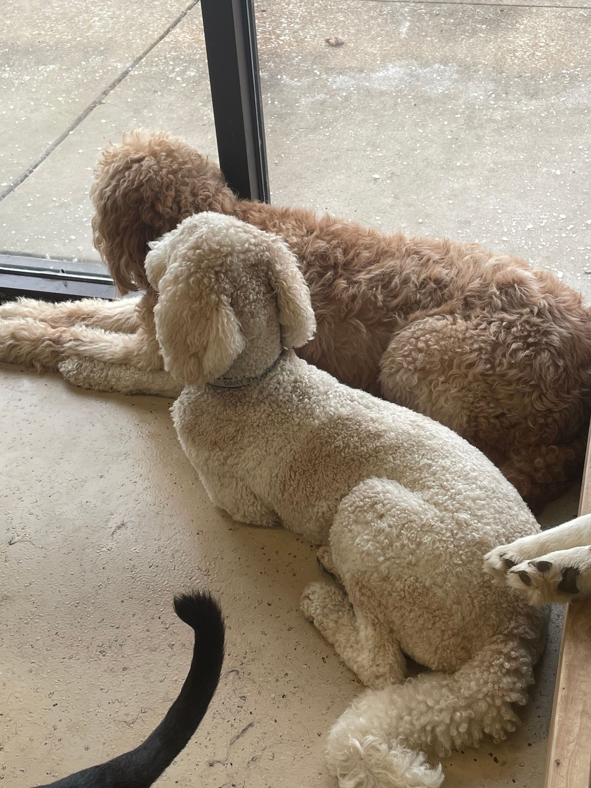 Two dogs are laying on the floor next to each other.