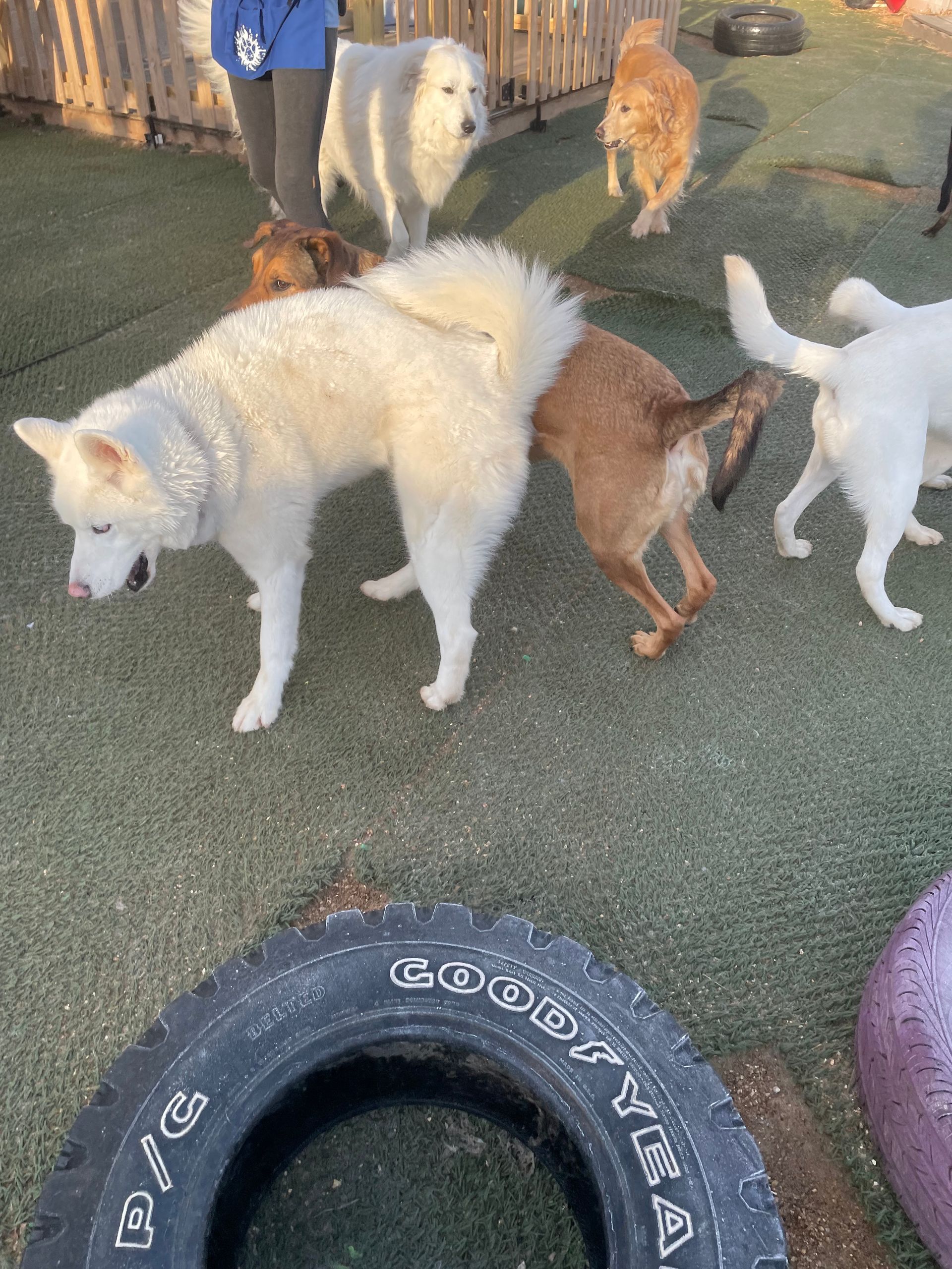 A group of dogs are playing with a goodyear tire