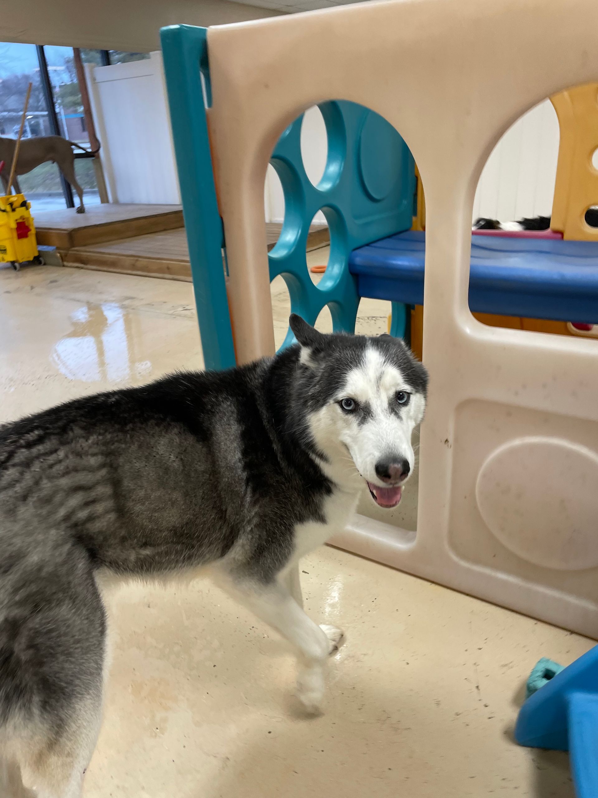 A husky dog standing in front of a playhouse
