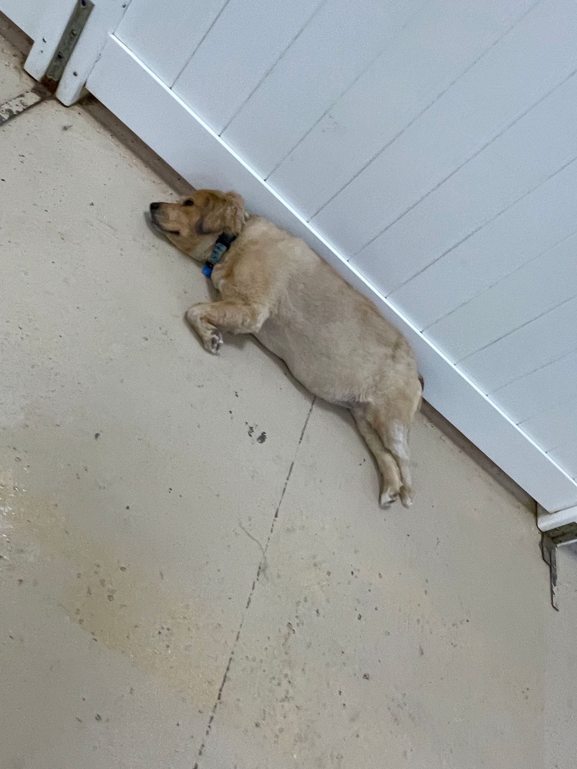 A dog is laying on the floor next to a white fence.
