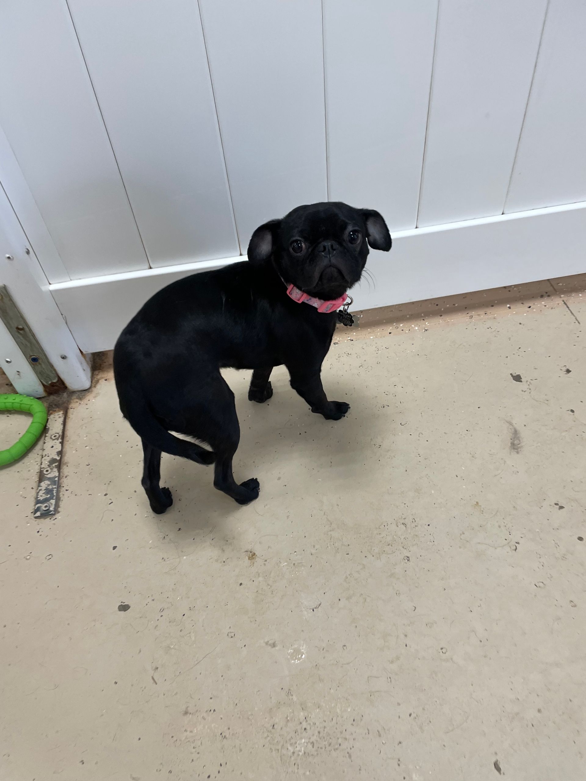 A black dog with a pink collar is standing on the floor