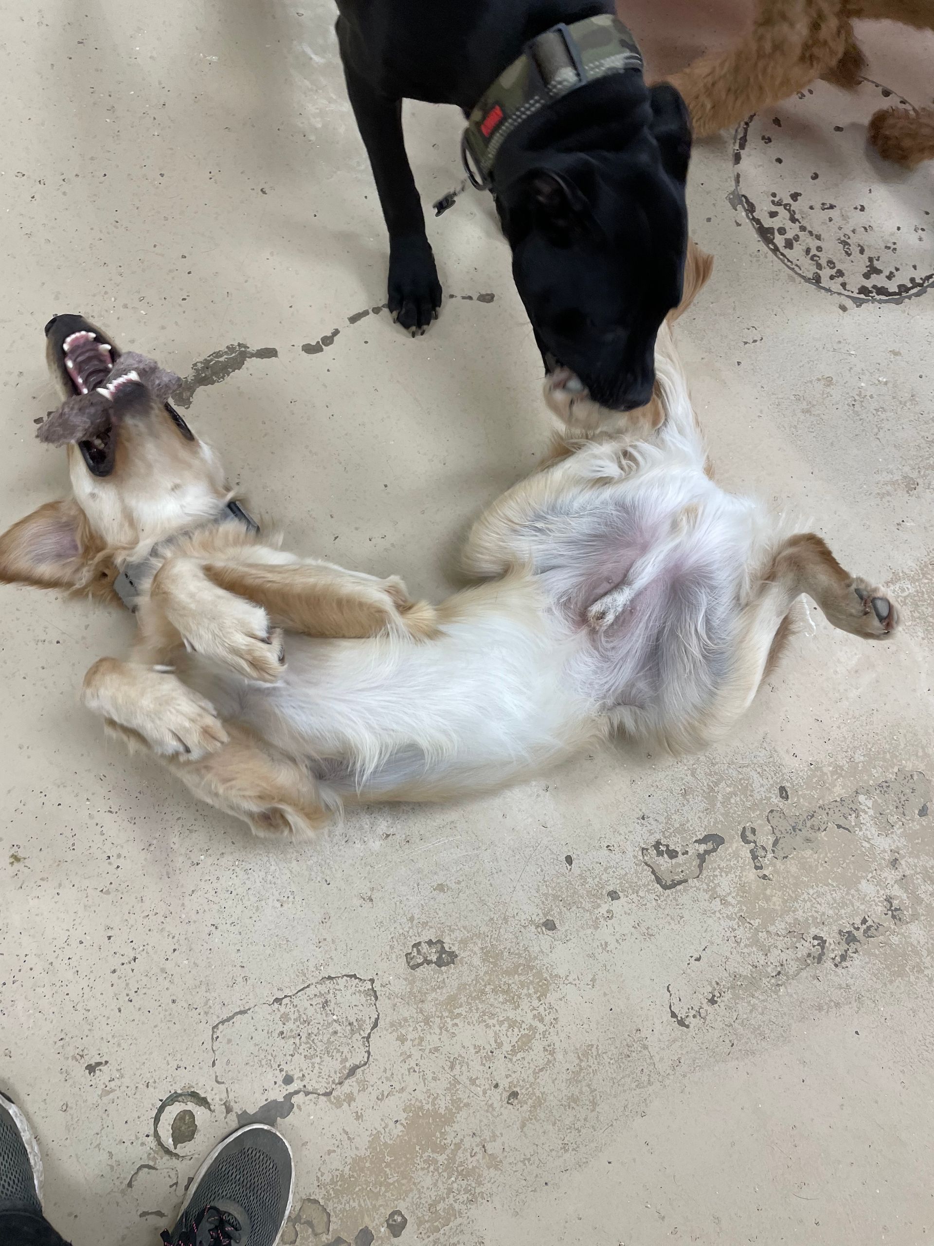 Two dogs are playing with each other on the floor.
