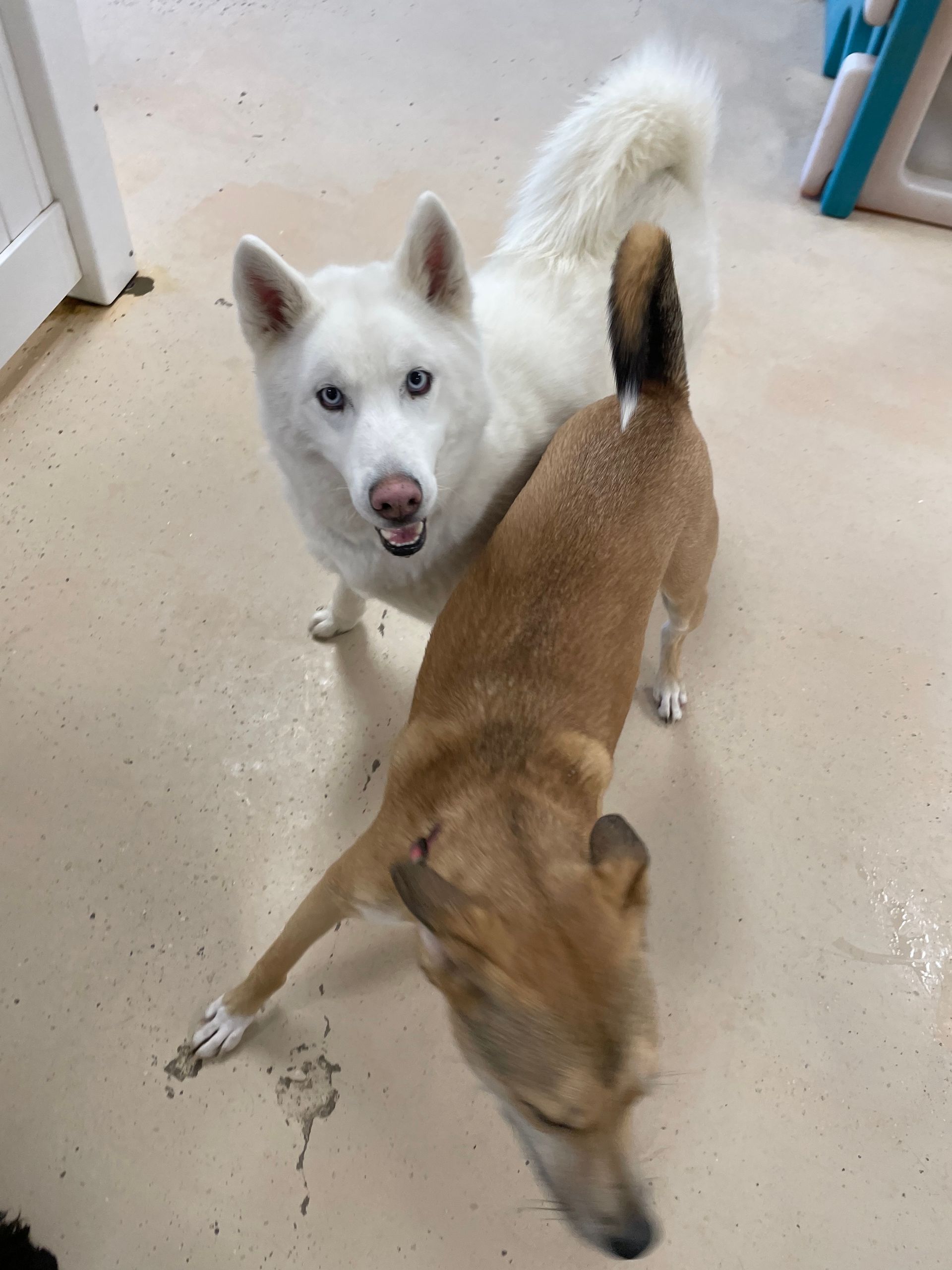 A white dog and a brown dog are standing next to each other on the floor.