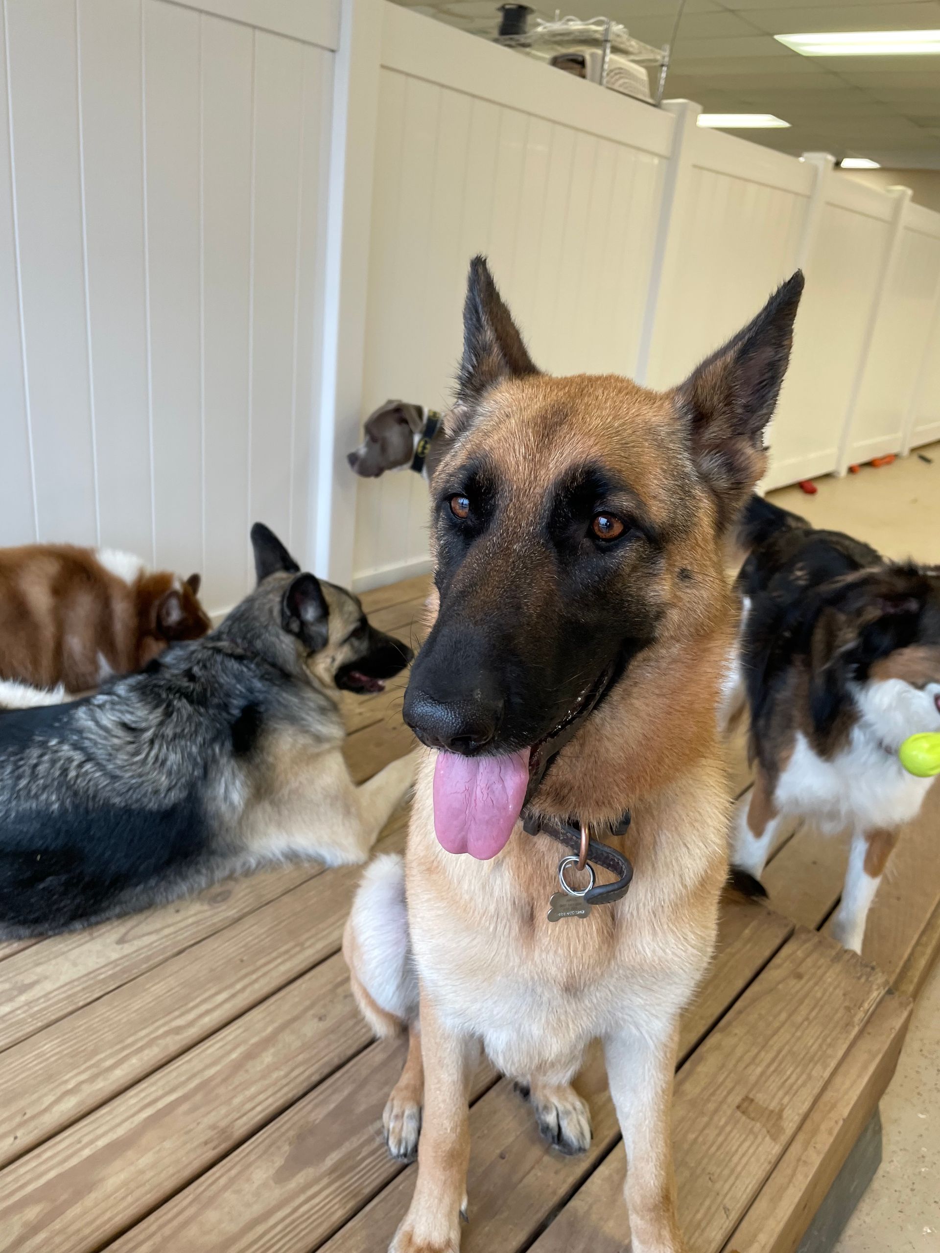 A german shepherd dog is standing on a wooden deck with other dogs.