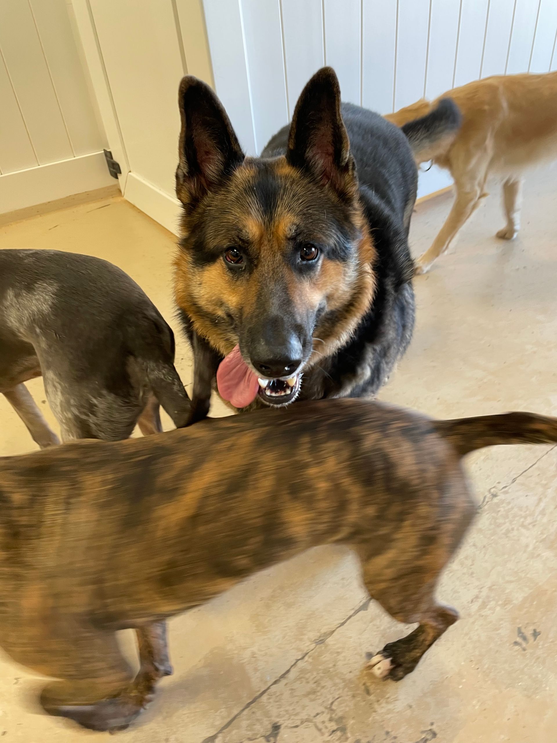 A german shepherd dog is licking another dog 's nose.