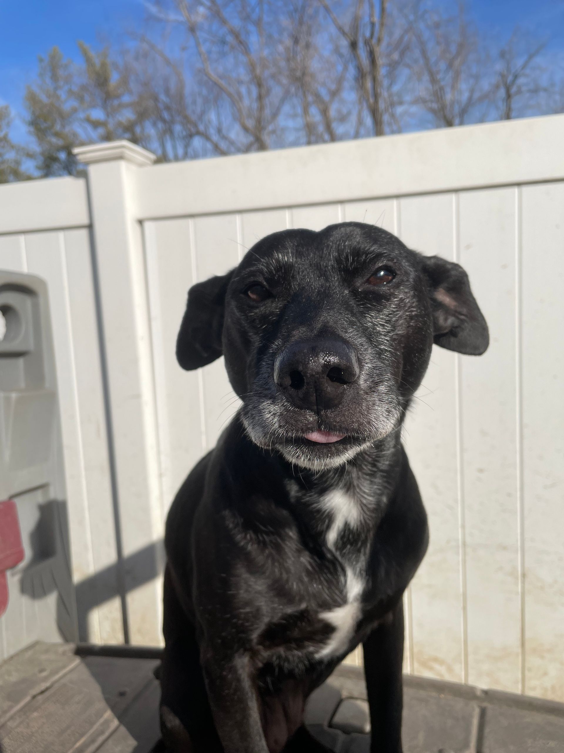 A black dog is sitting in front of a white fence.