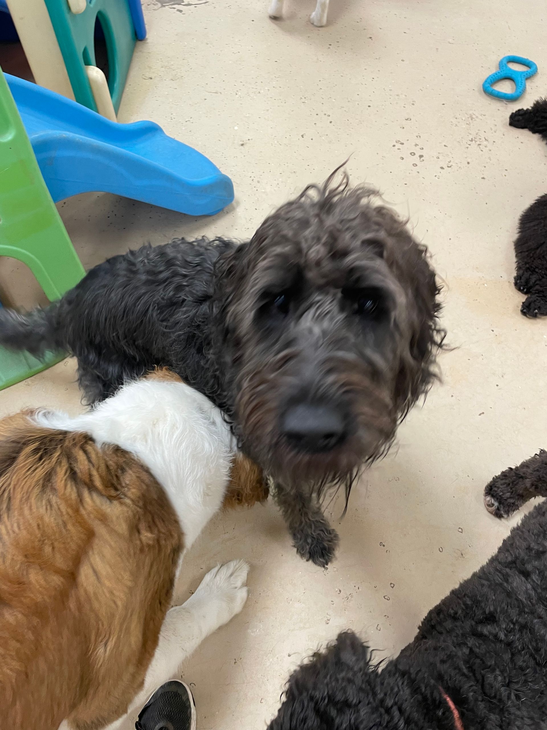 A group of dogs are laying on the floor looking at the camera