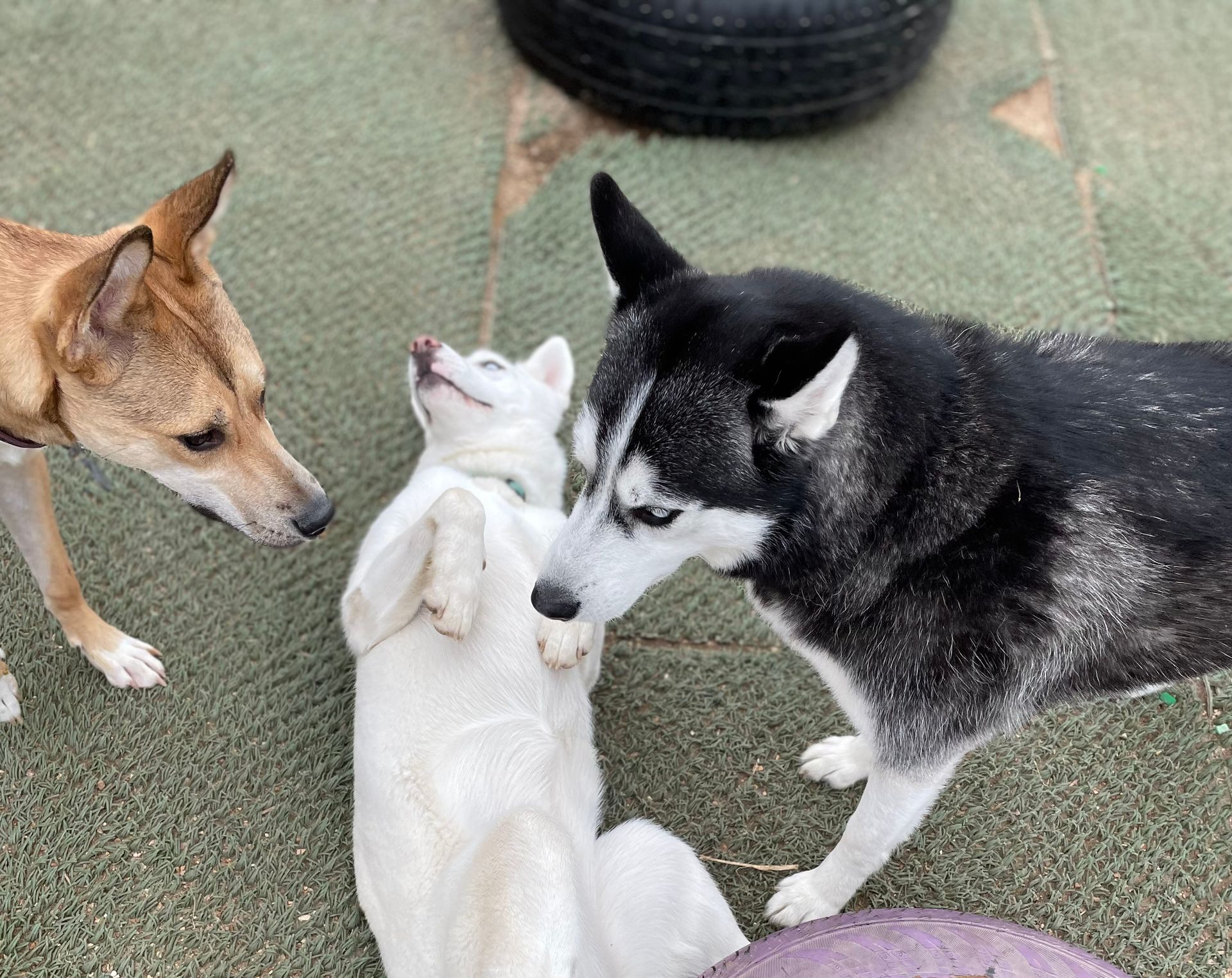 Three dogs are playing with each other on the ground