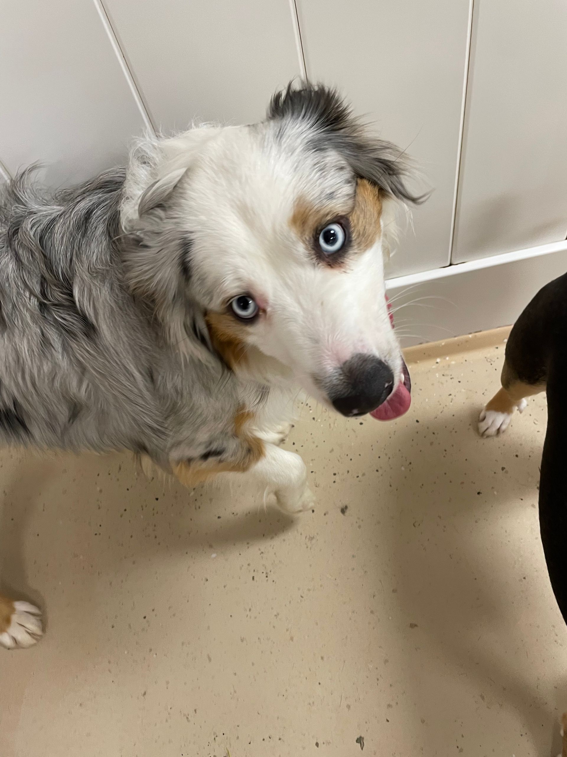 A dog with blue eyes is sticking its tongue out.