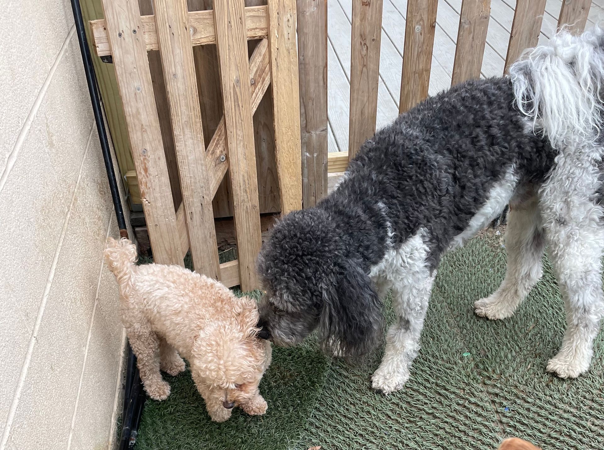 Two small dogs are sniffing each other in front of a wooden fence.