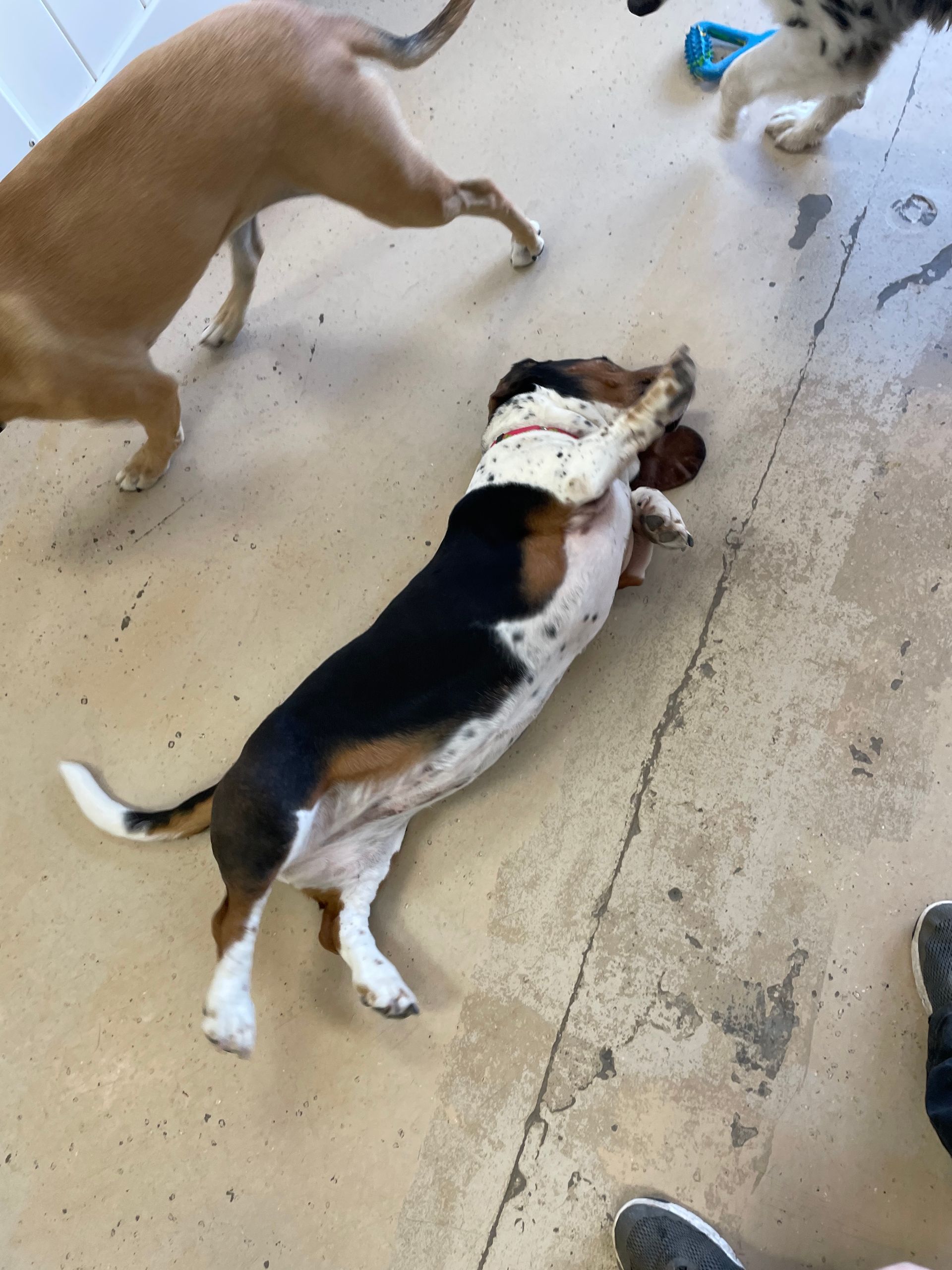 Two dogs are playing with each other on the floor