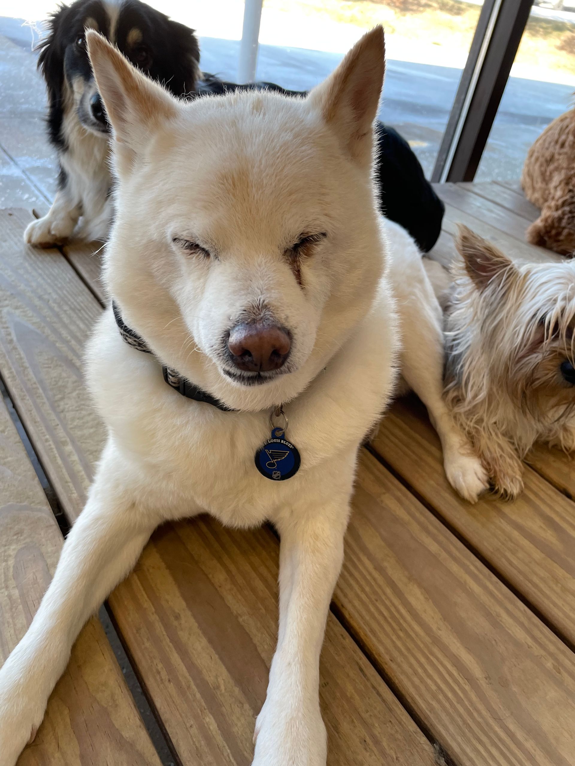 A group of dogs are laying on a wooden deck.