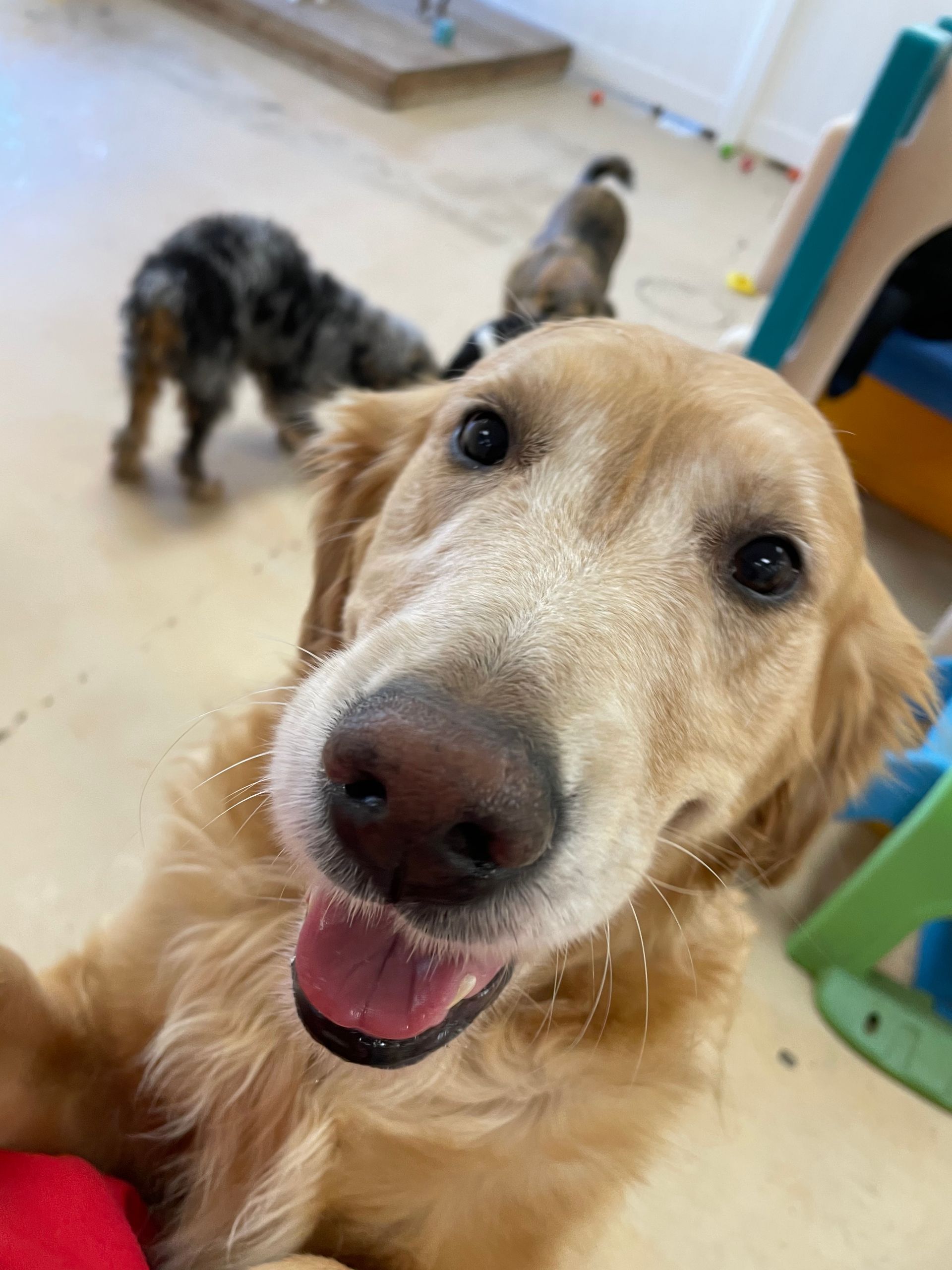 A close up of a dog laying on the floor with its tongue out.