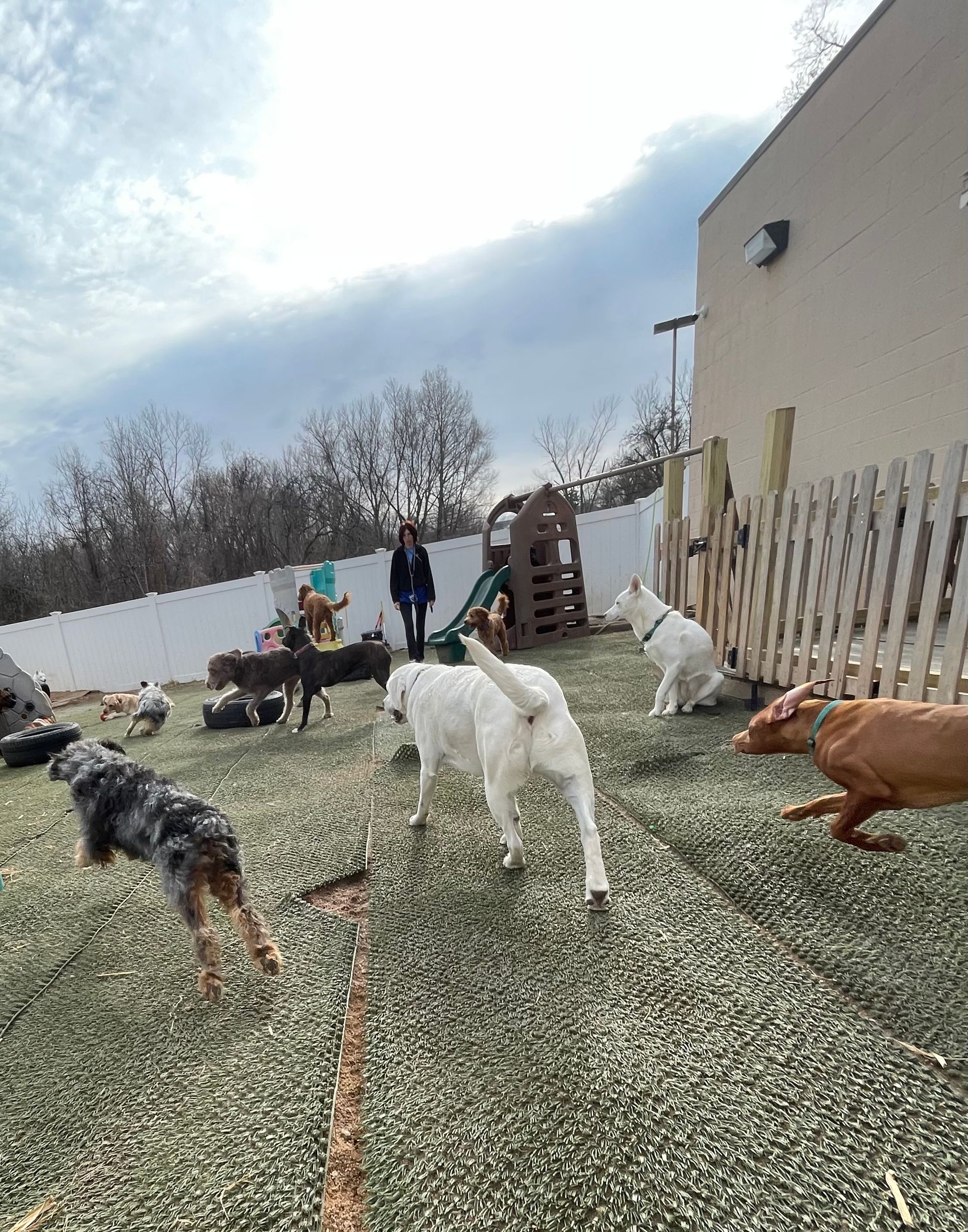 A group of dogs are playing in a yard.