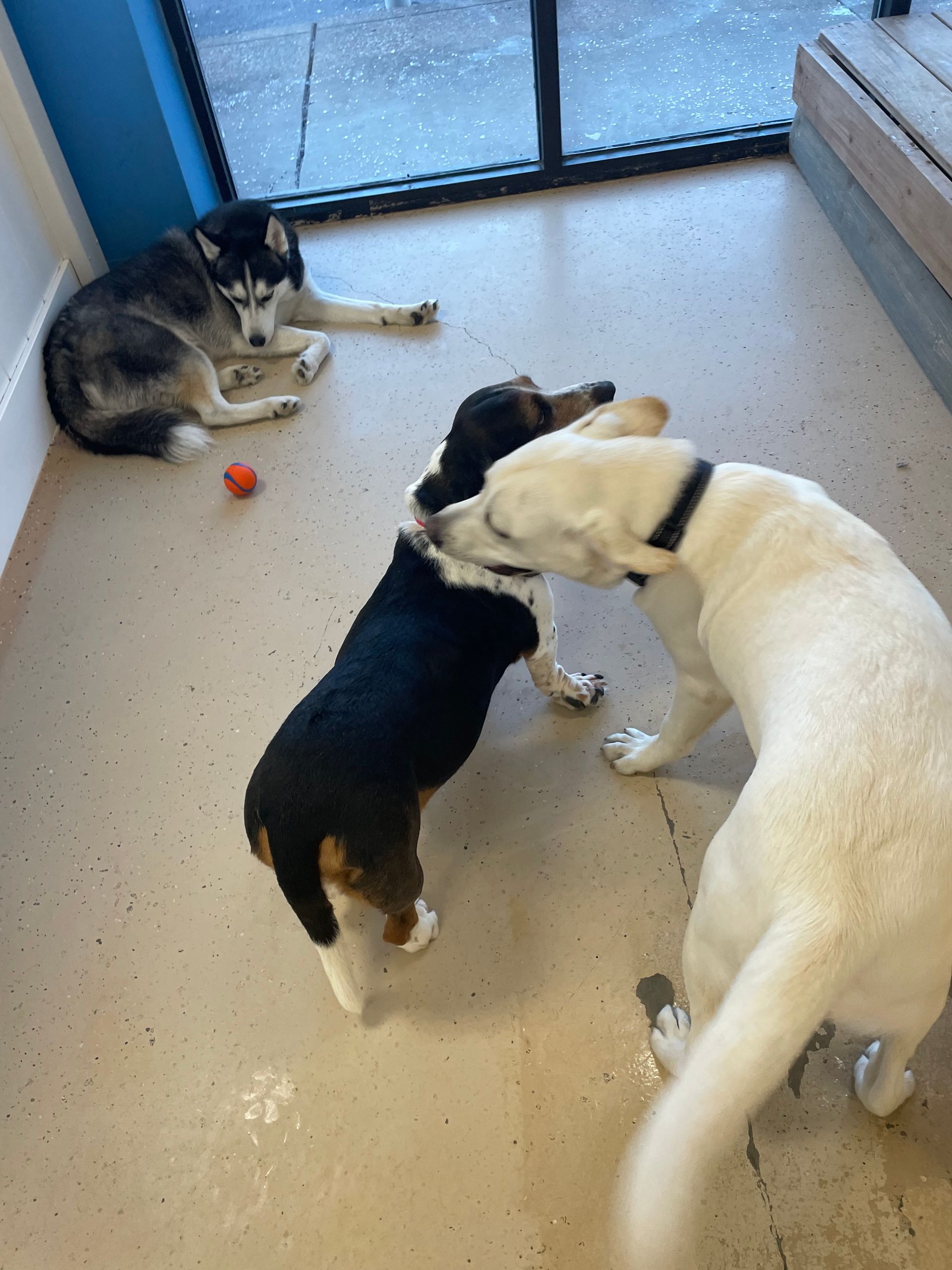 Two dogs are playing with each other in a room