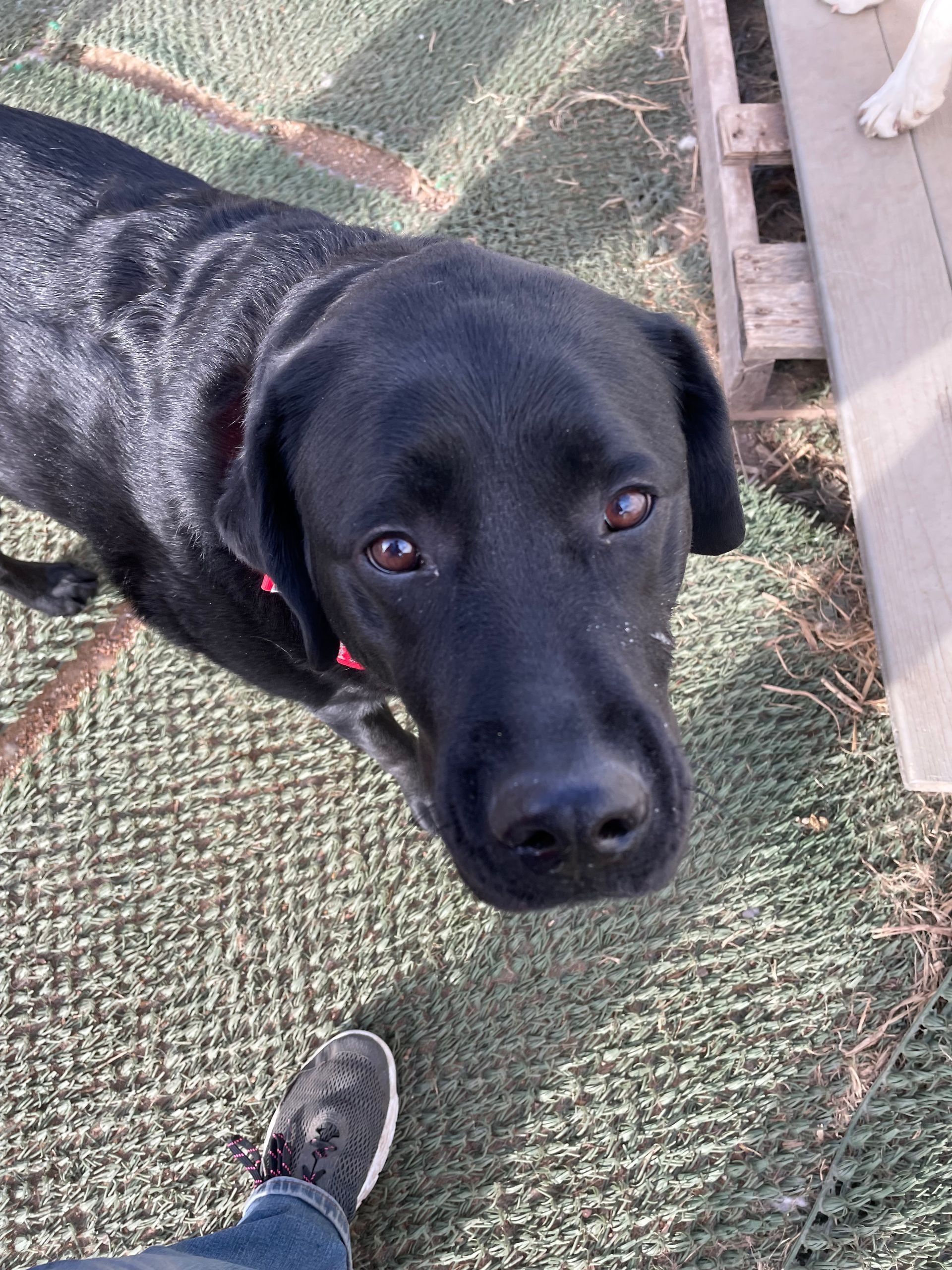 A black dog is looking at the camera while standing next to a person.