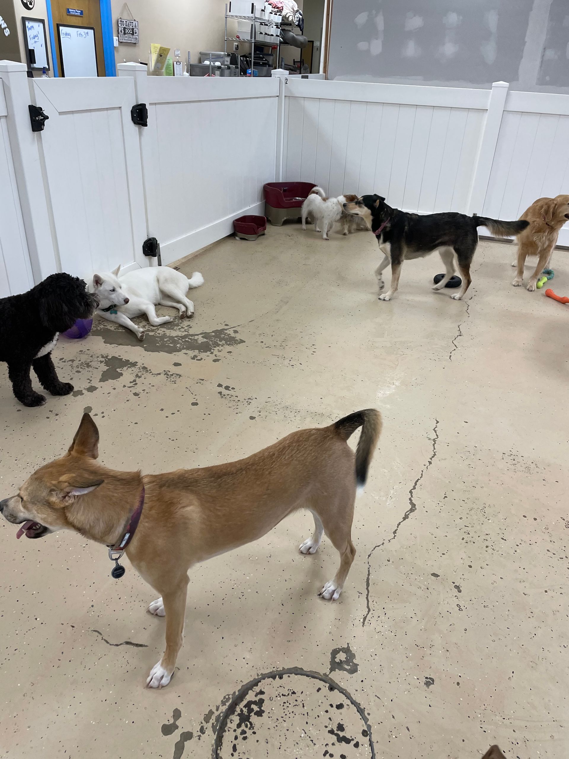 A group of dogs are playing in a room with a white fence