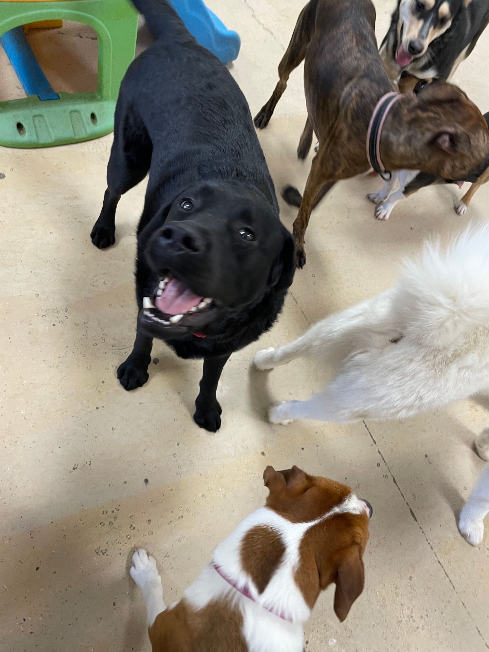 A black dog is surrounded by other dogs
