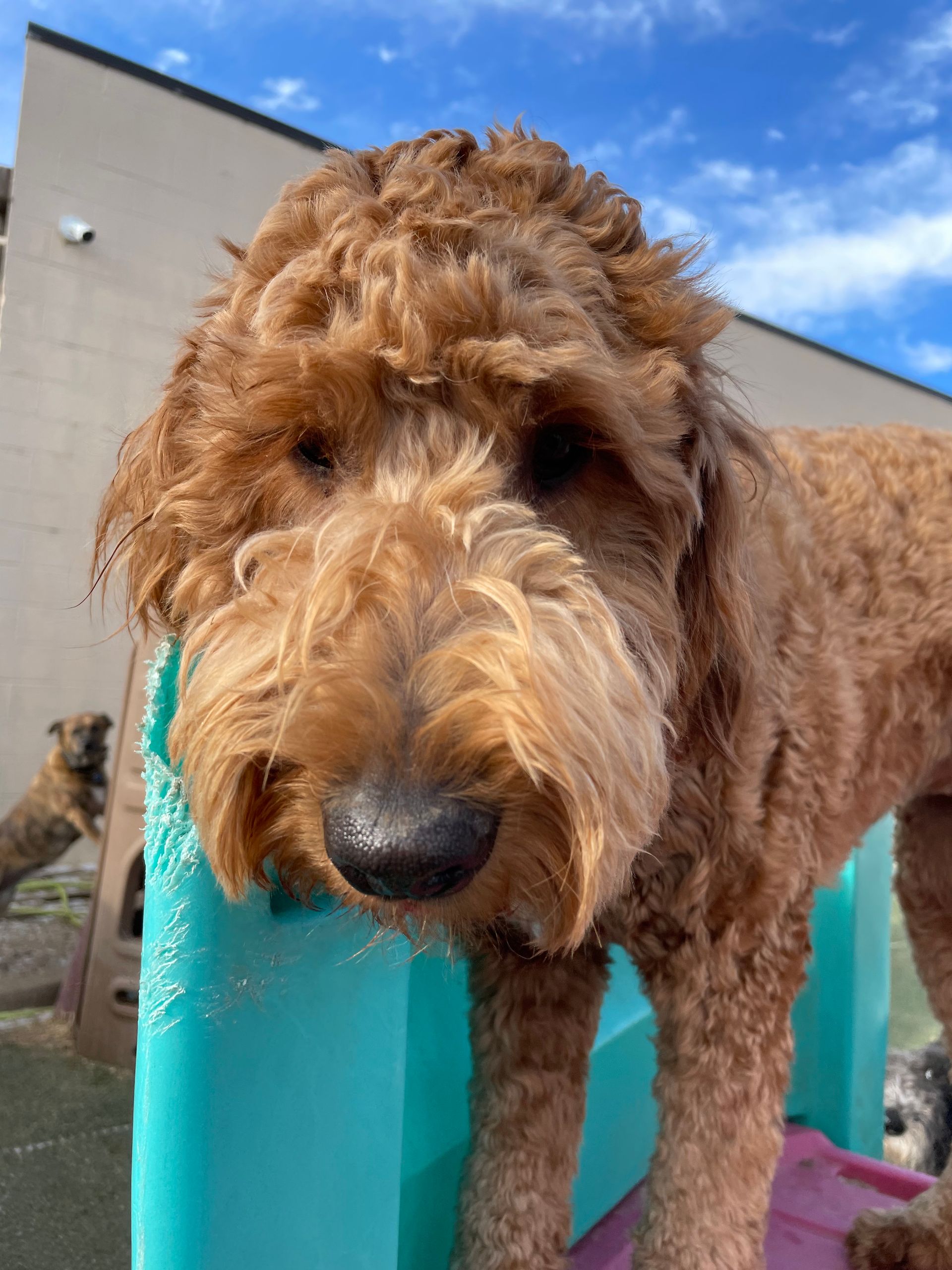 A brown dog is standing on top of a blue fence.