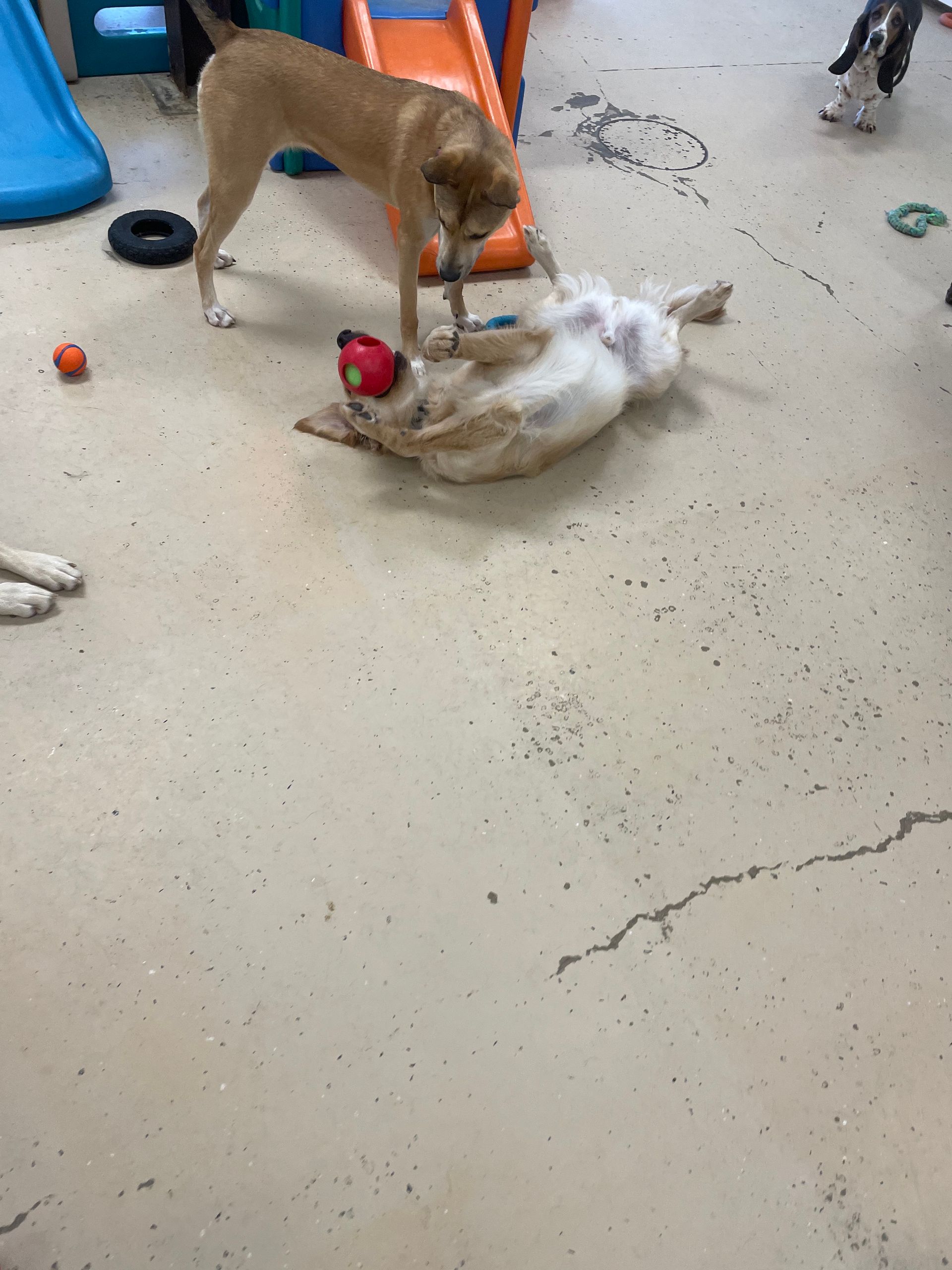 Two dogs are playing with a ball on the floor.