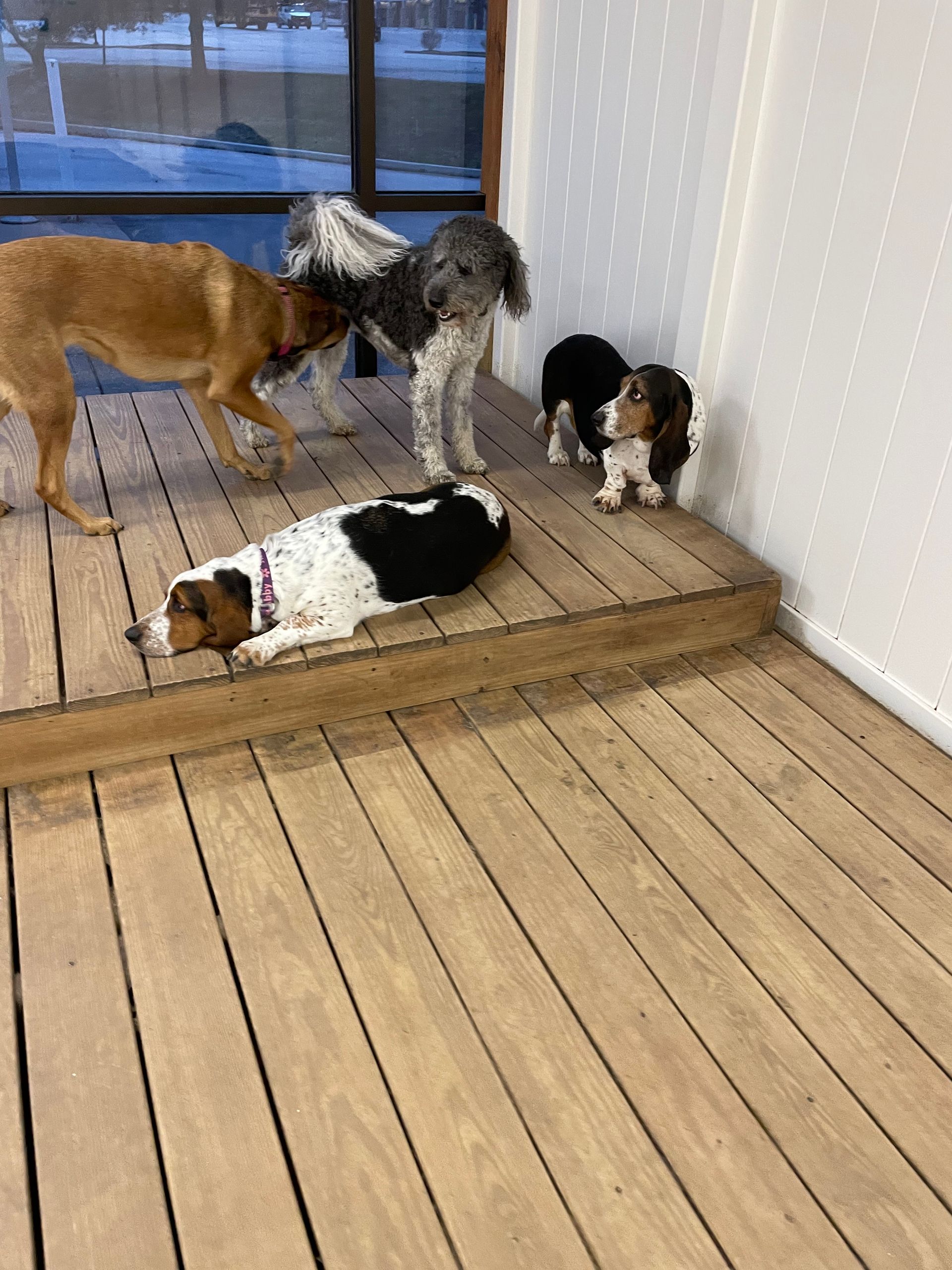 A group of dogs are standing on a wooden floor.