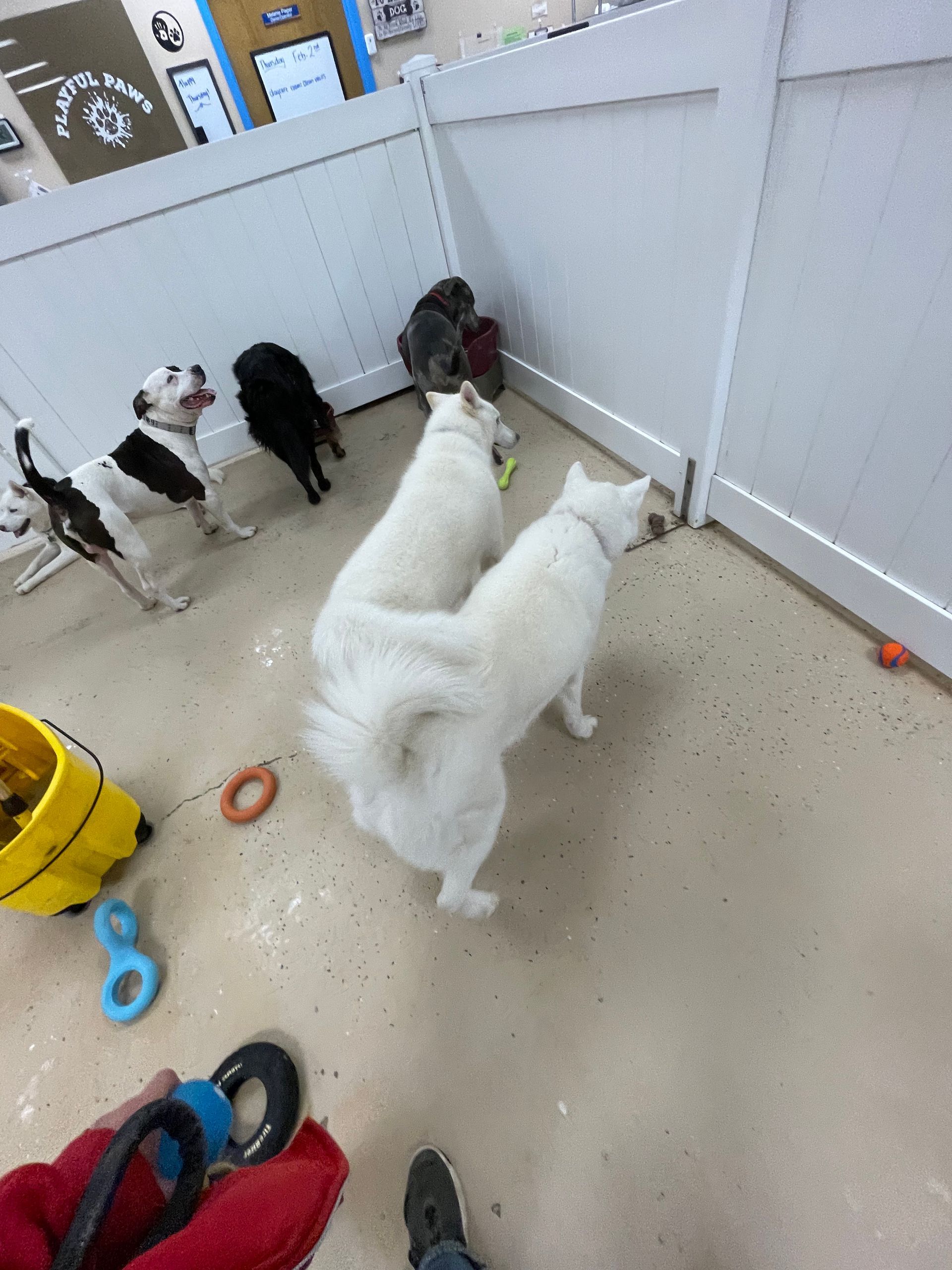 A group of dogs are playing in a room with a white fence