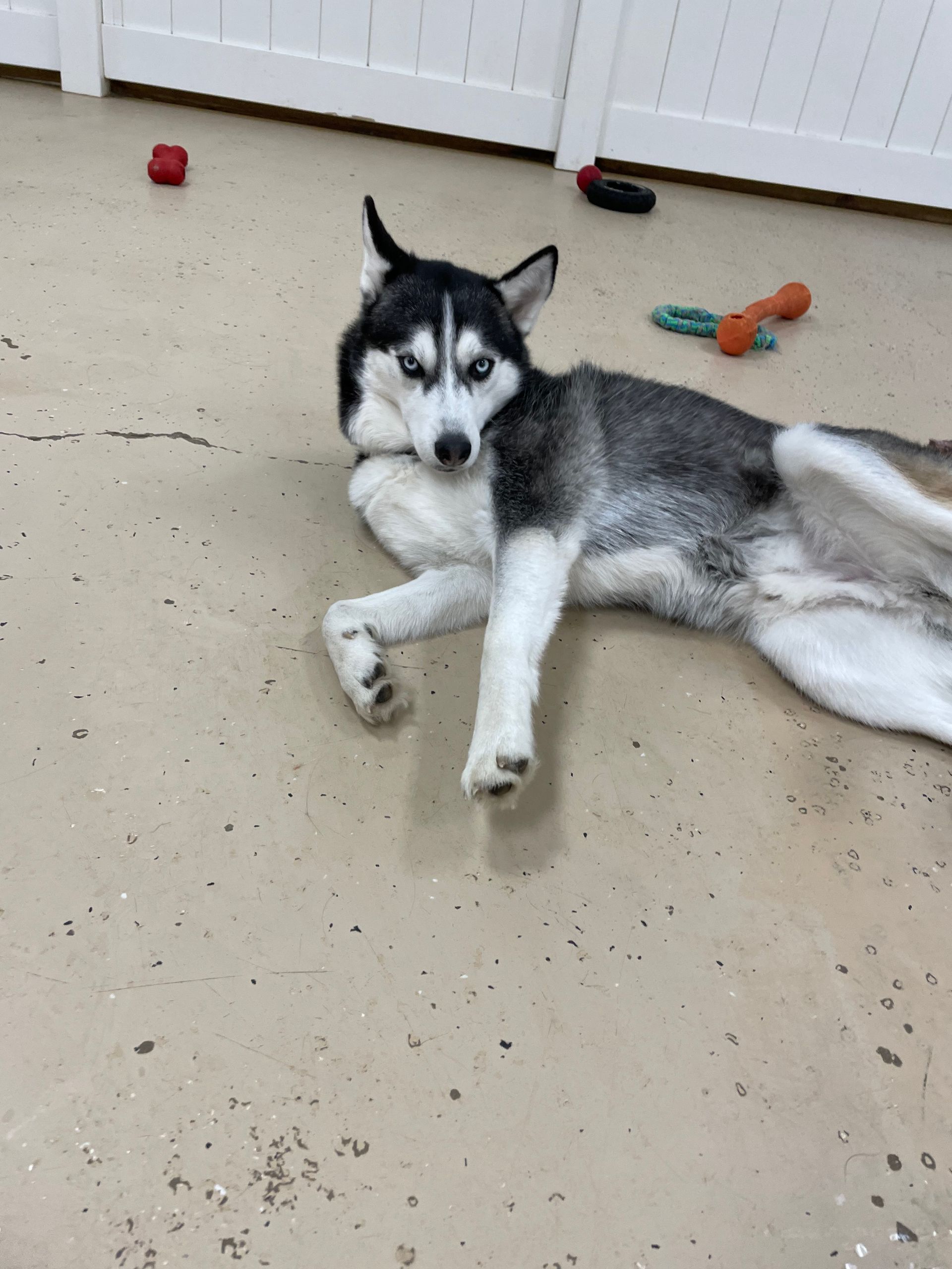 A husky dog is laying on its back on the floor