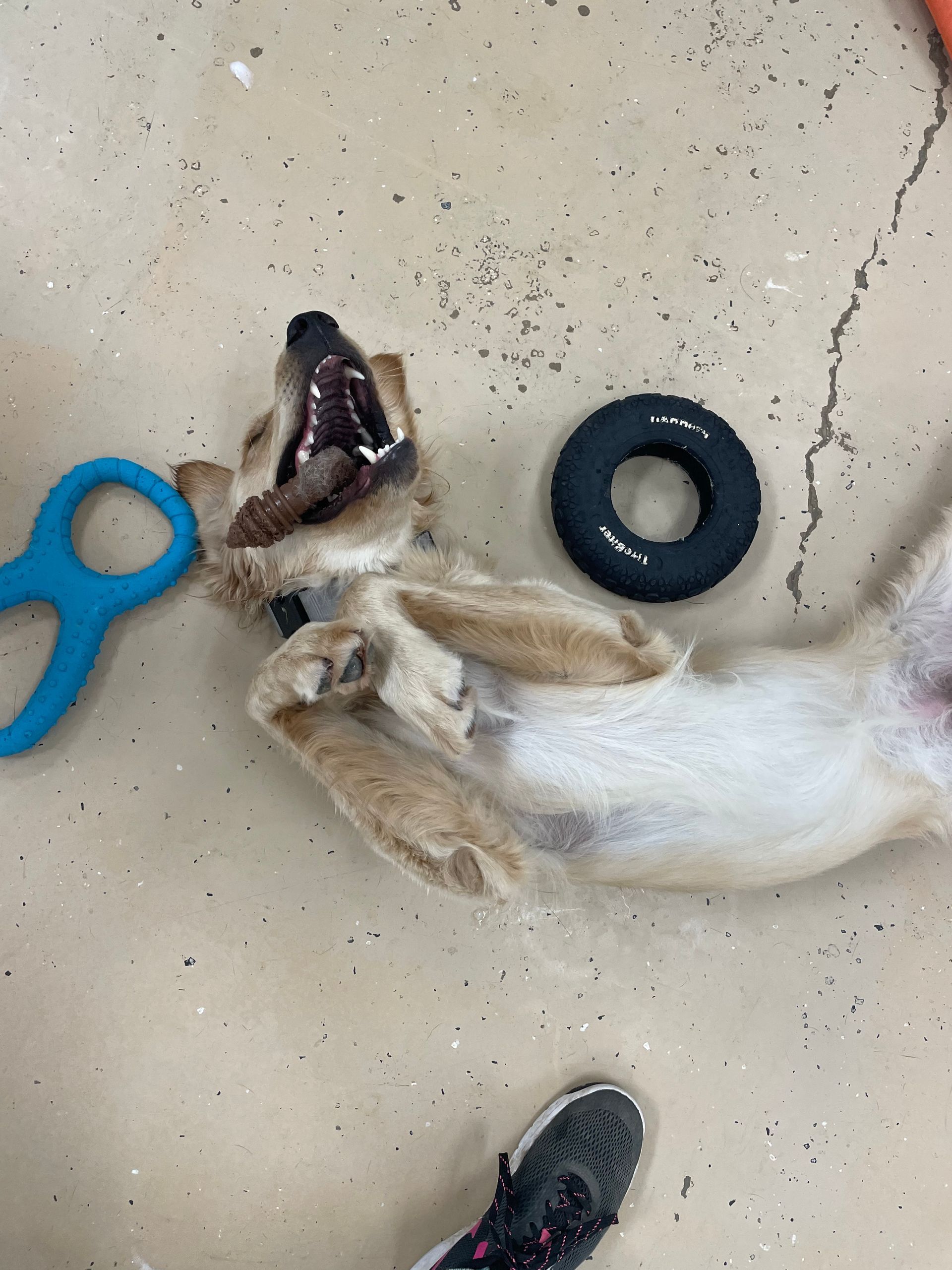A dog is laying on its back with a toy in its mouth.