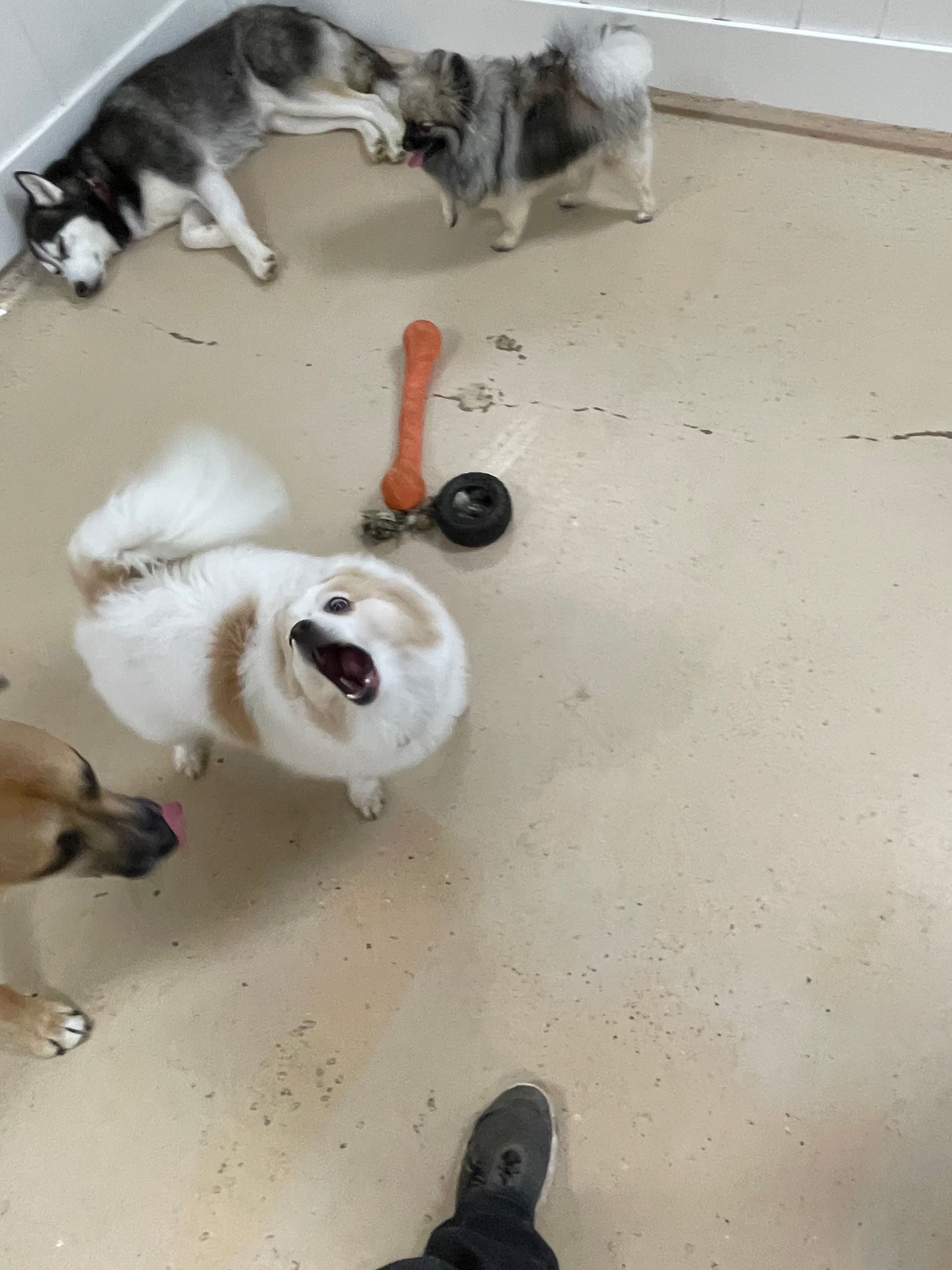 A group of dogs are playing with a toy on the floor.