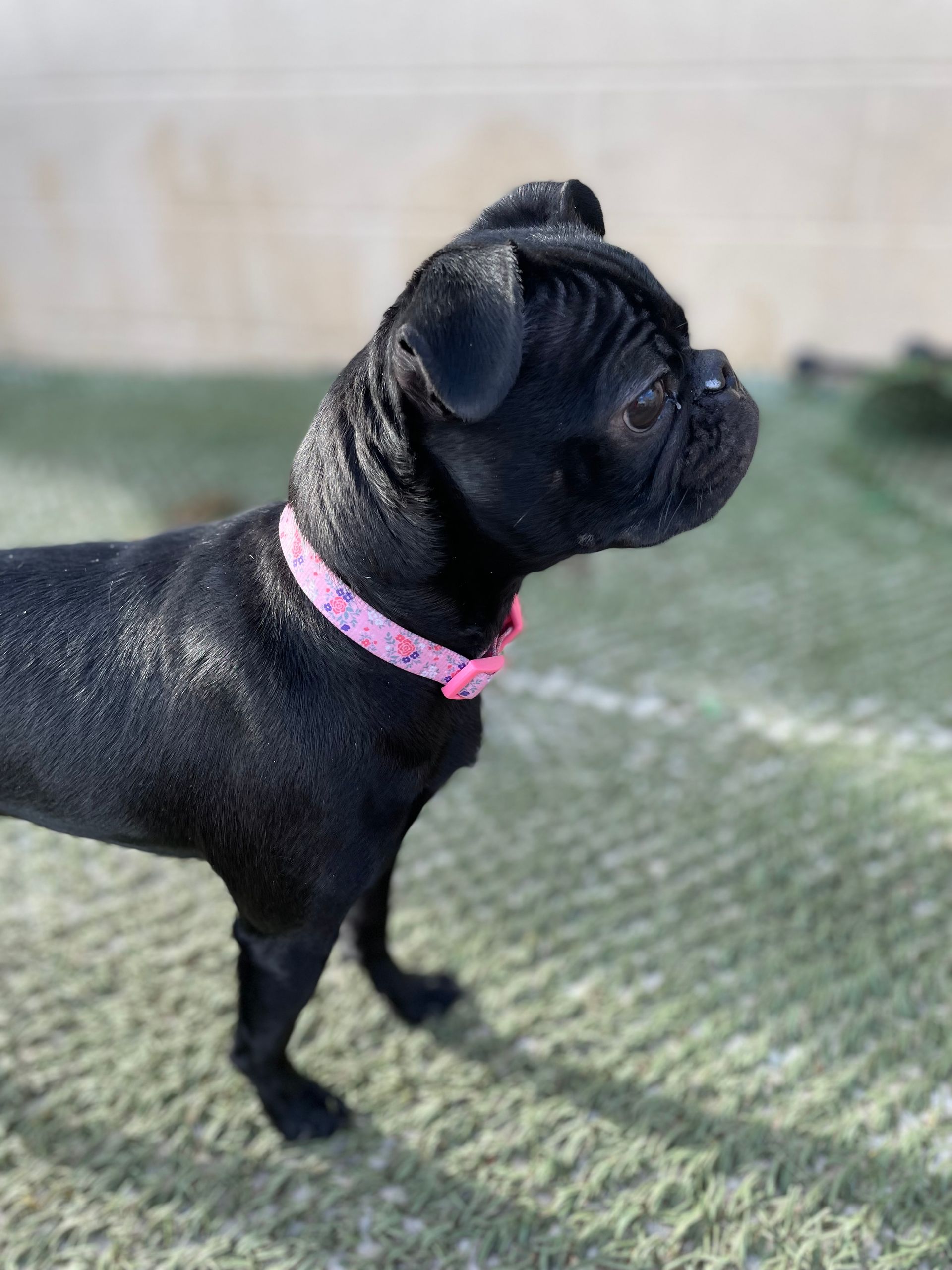 A black dog wearing a pink collar is standing on a grassy field.