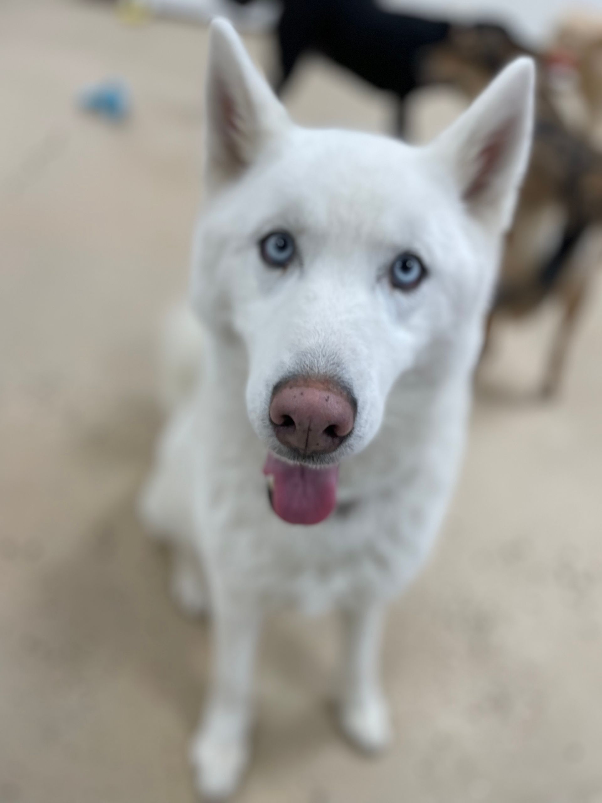 A white dog with blue eyes and a pink tongue is looking at the camera.