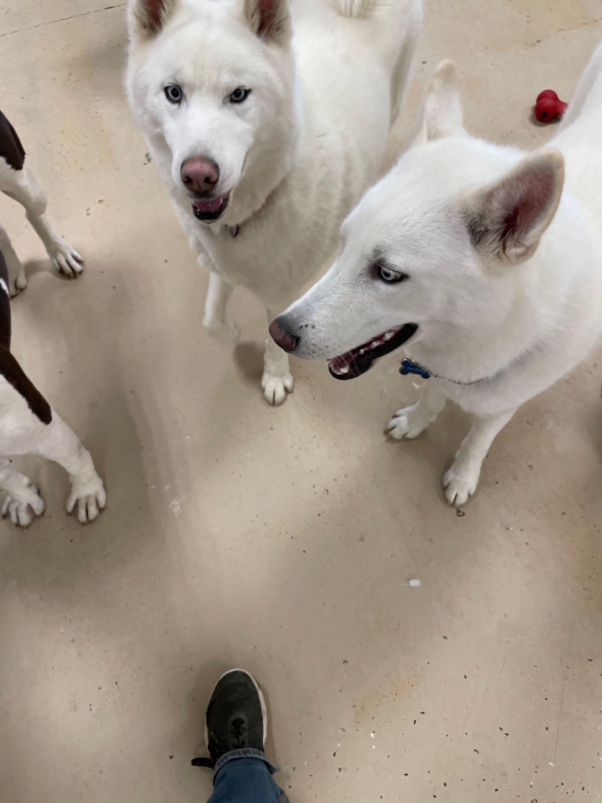 Three white dogs are standing next to each other on the floor.