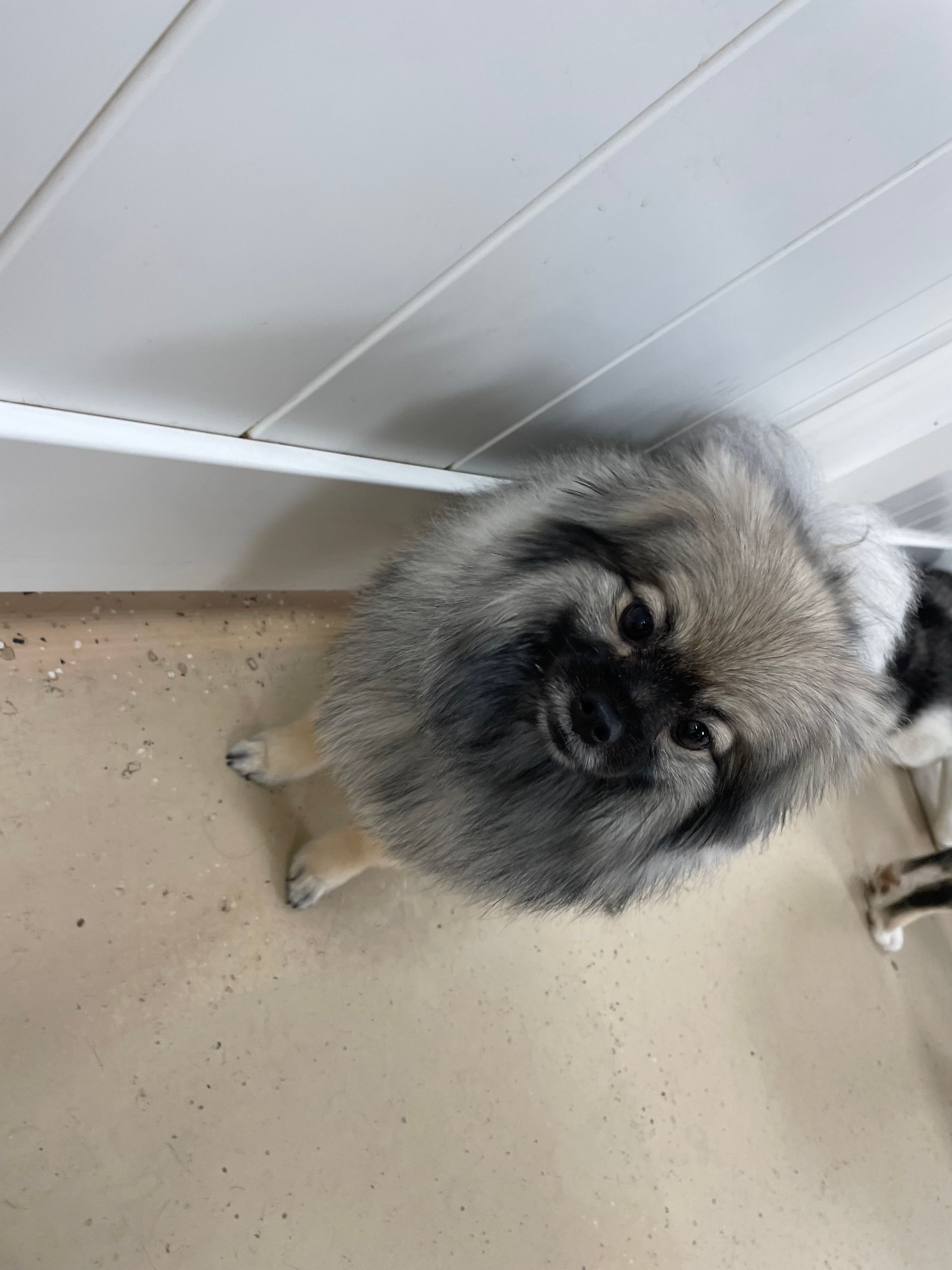 A small dog is standing next to a wall and looking up at the camera.