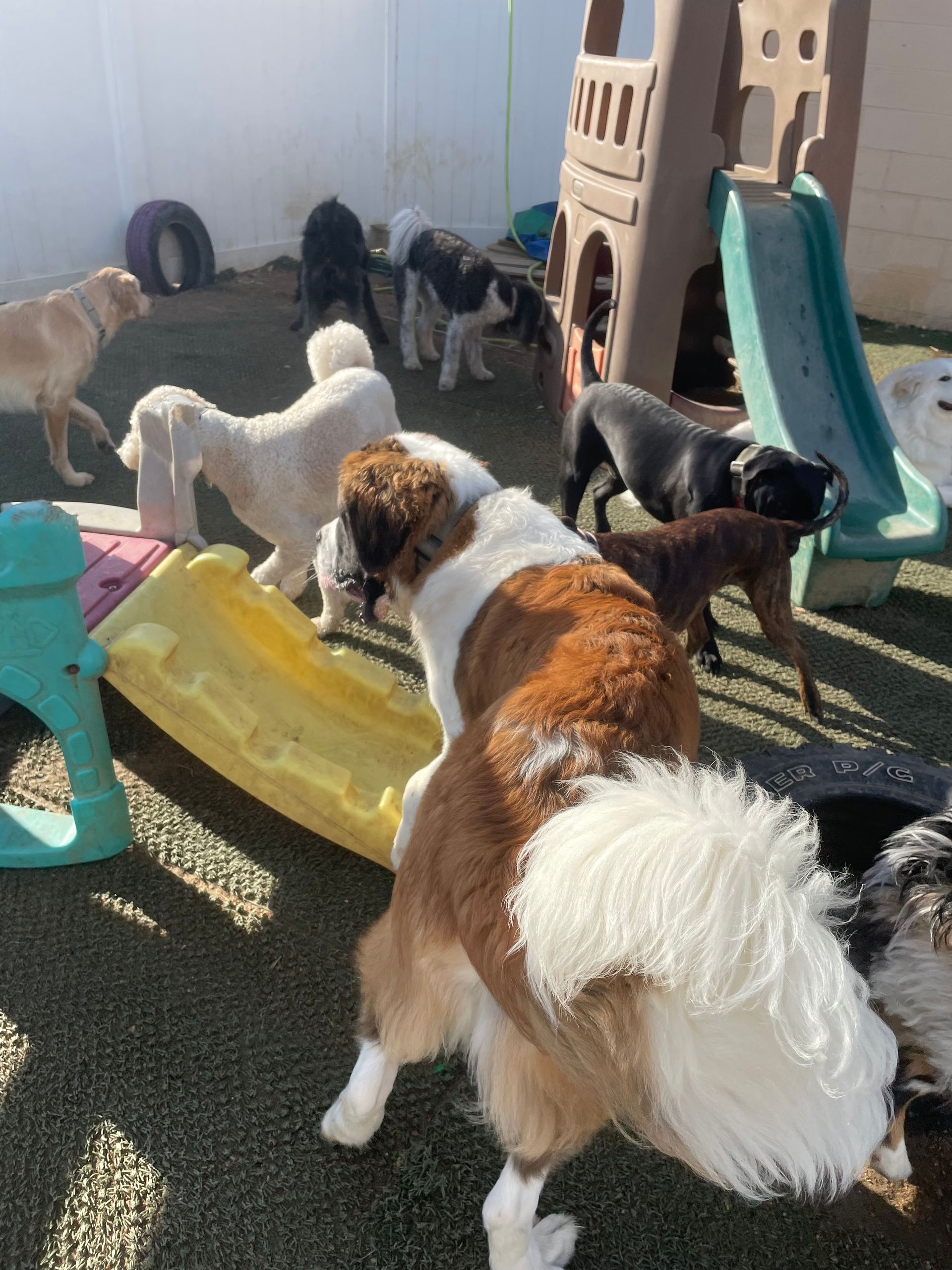 A group of dogs are playing in a playground