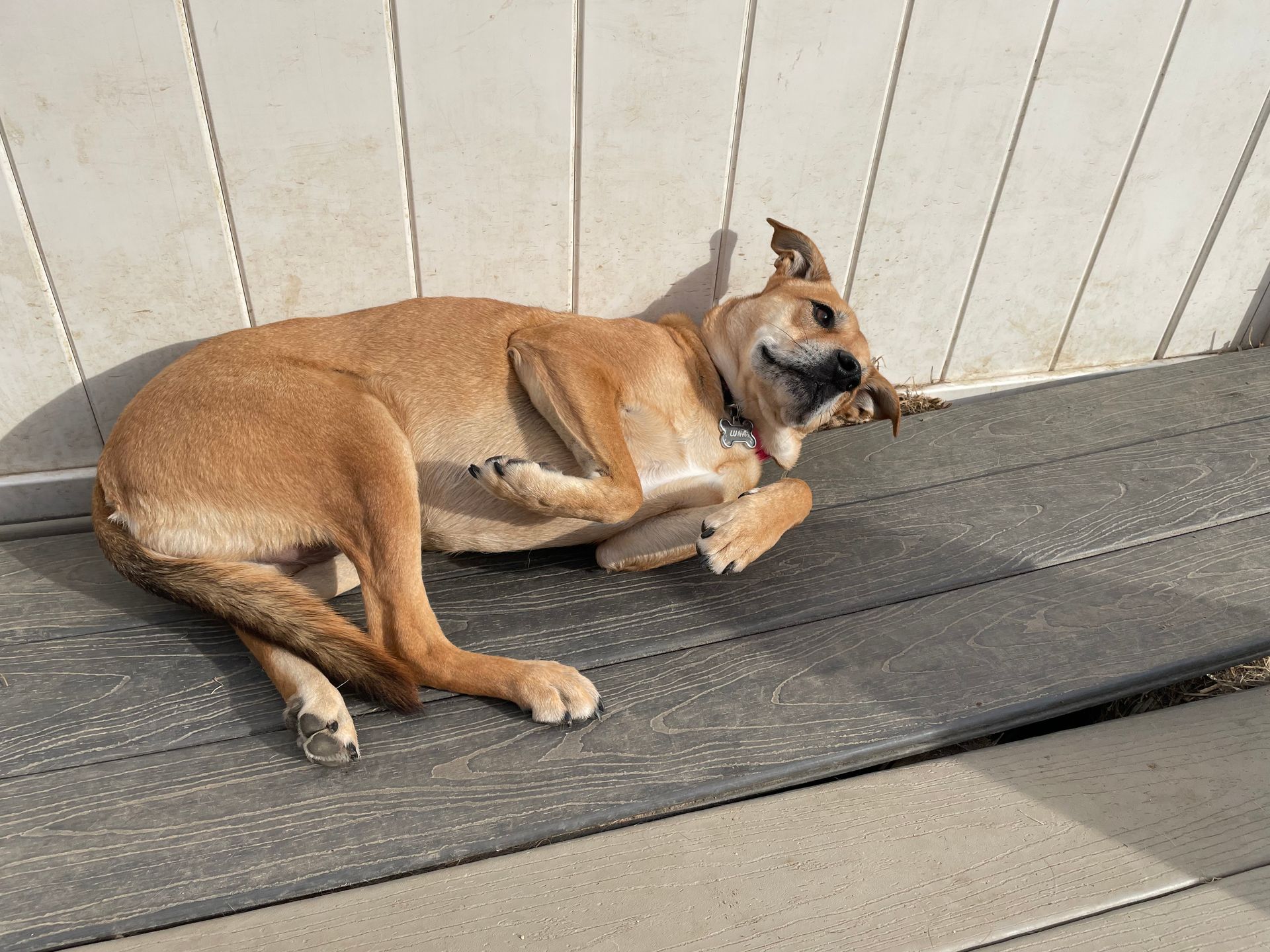 A brown dog is laying on a wooden bench next to a white fence.
