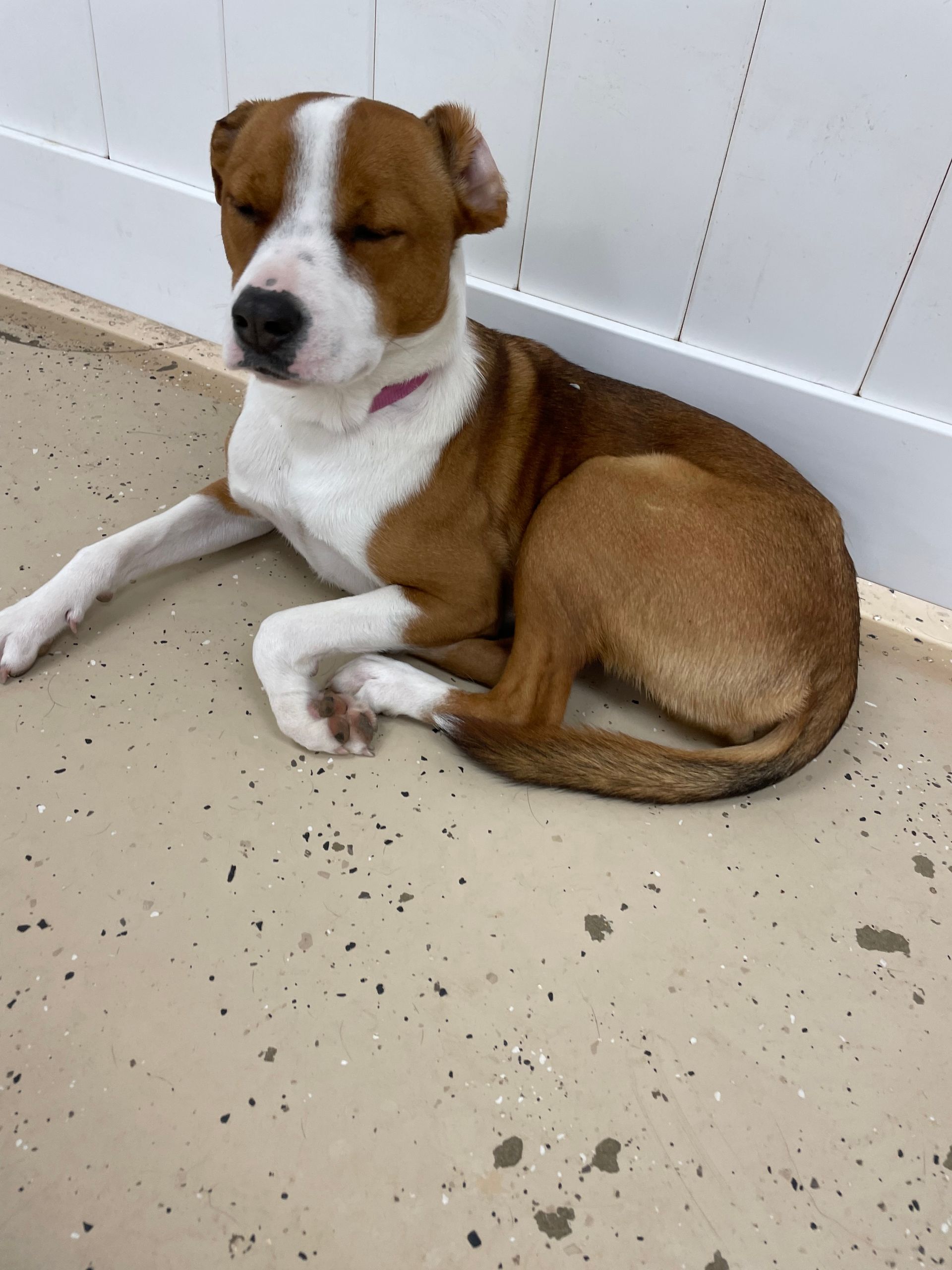 A brown and white dog laying on the floor with its eyes closed