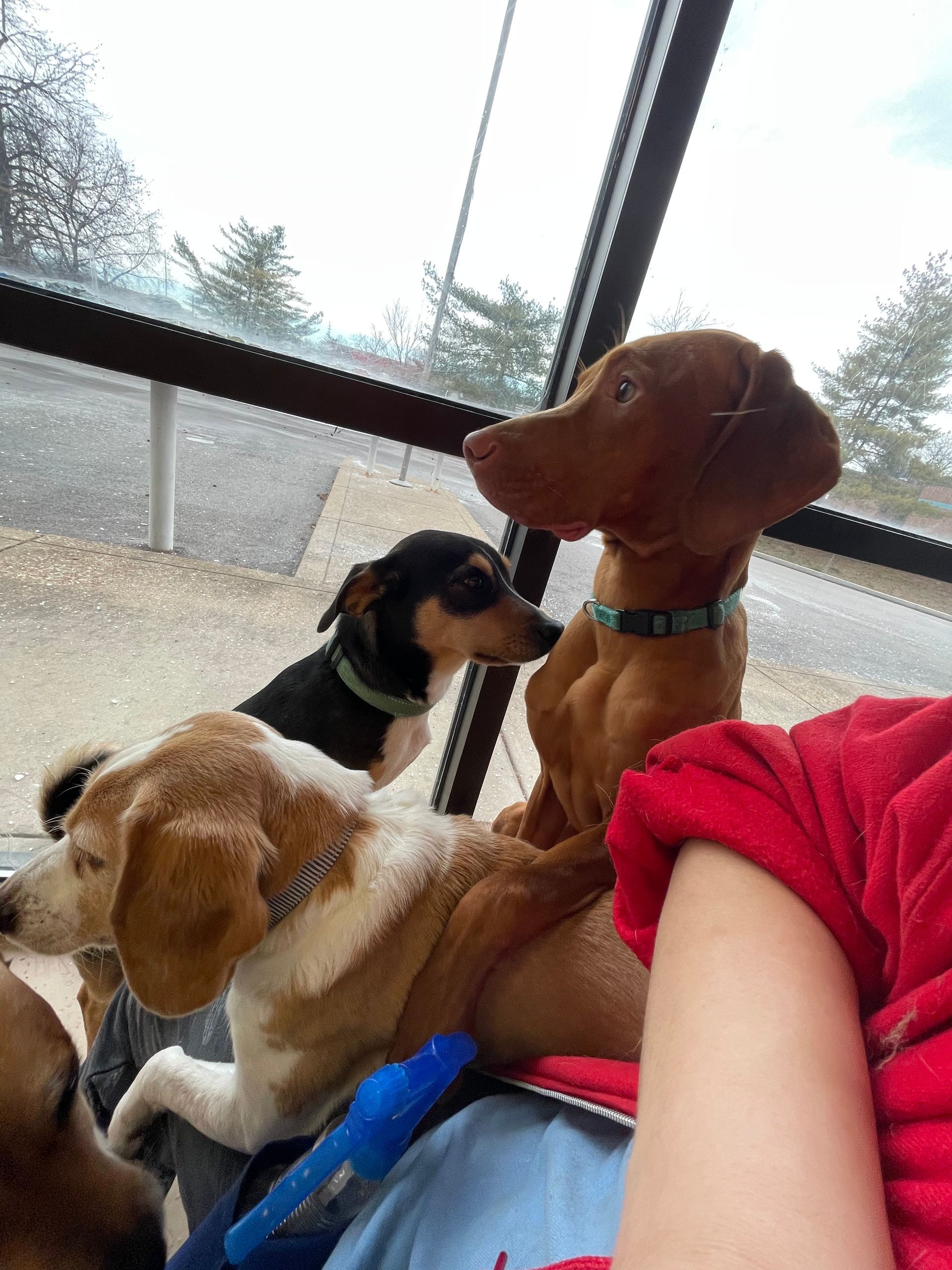 A person is sitting in a car with three dogs looking out the window.