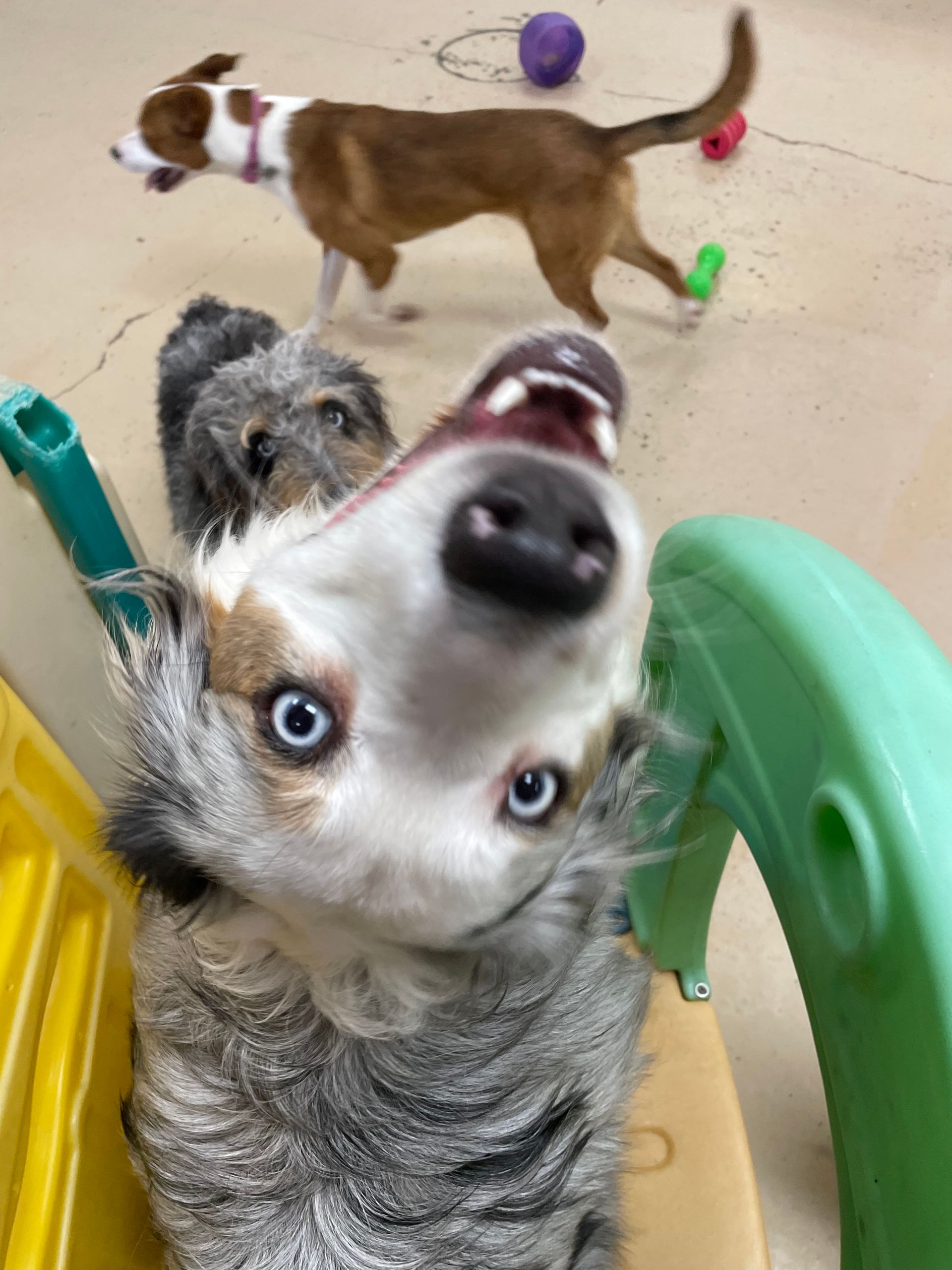 A dog is looking up at the camera with other dogs in the background.